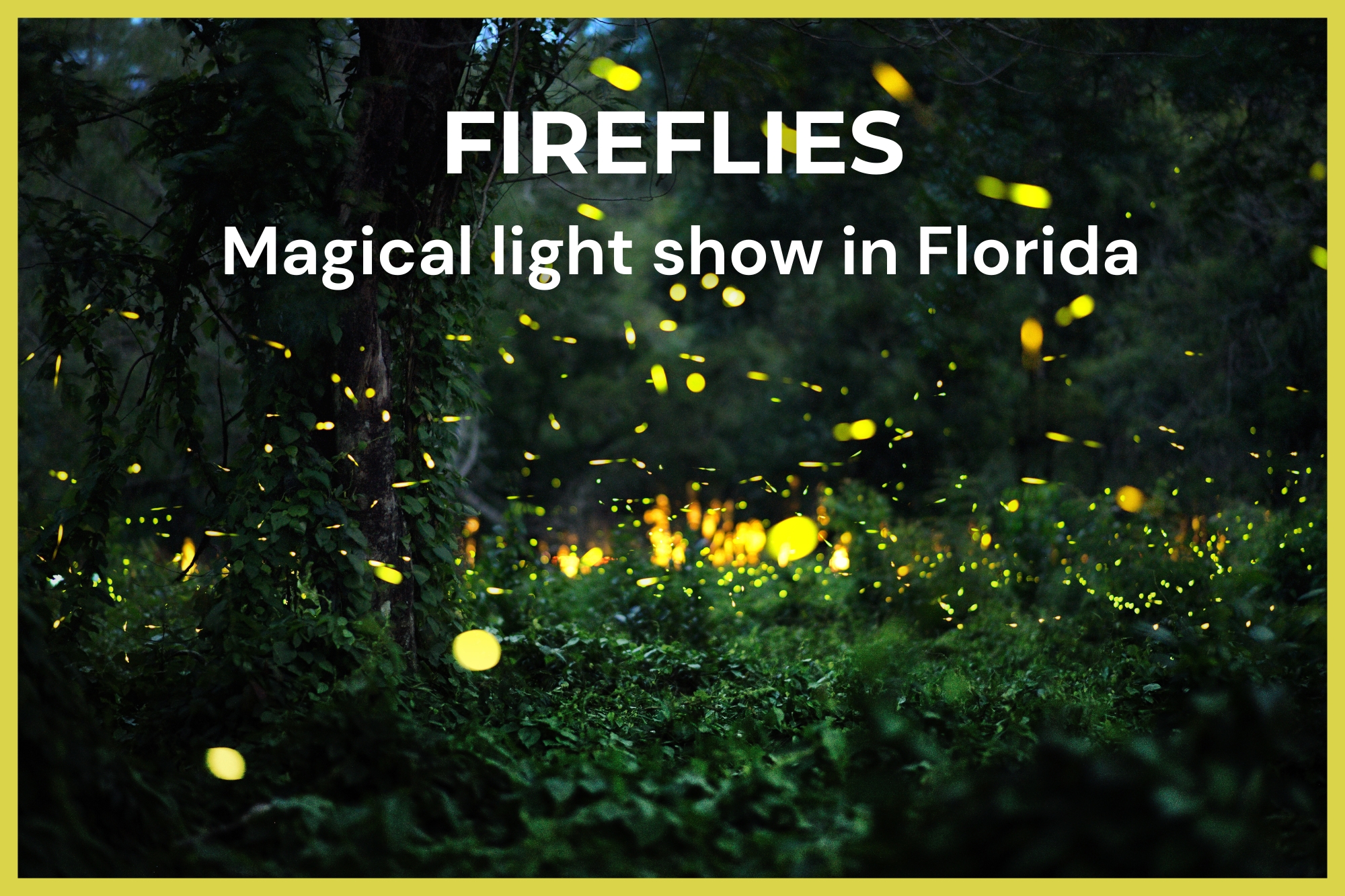 Photo of the forest at Blue Spring State Park in Florida illuminated by fireflies, with the text on the image: ‘Fireflies – A Magical Spectacle in Florida’.