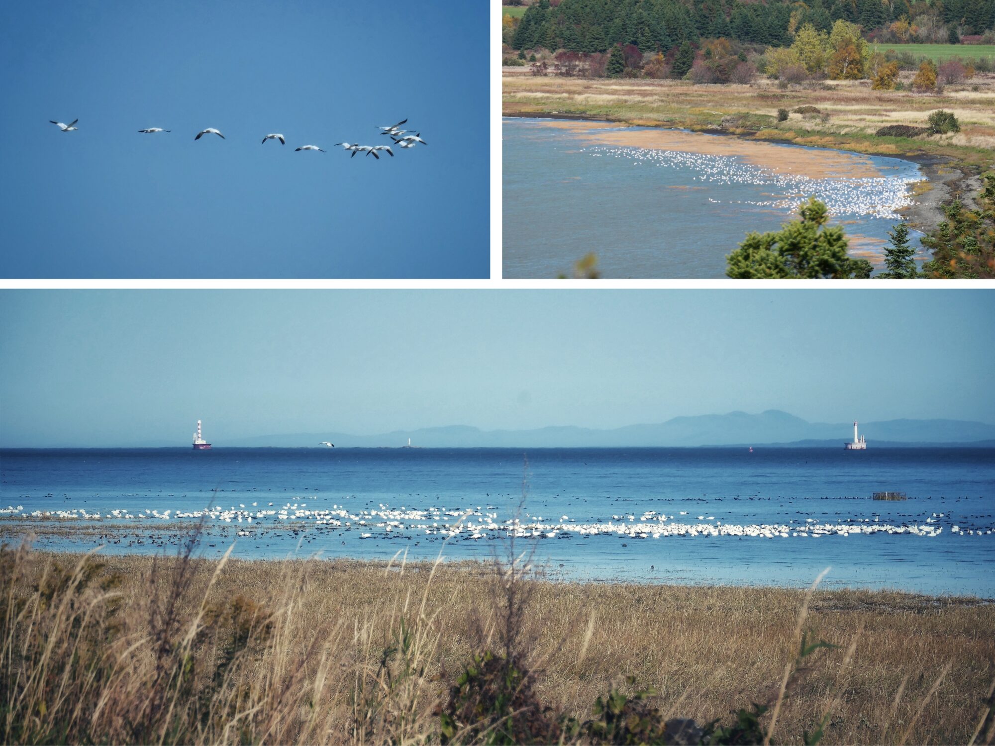 grande-oie-des-neiges-quebec