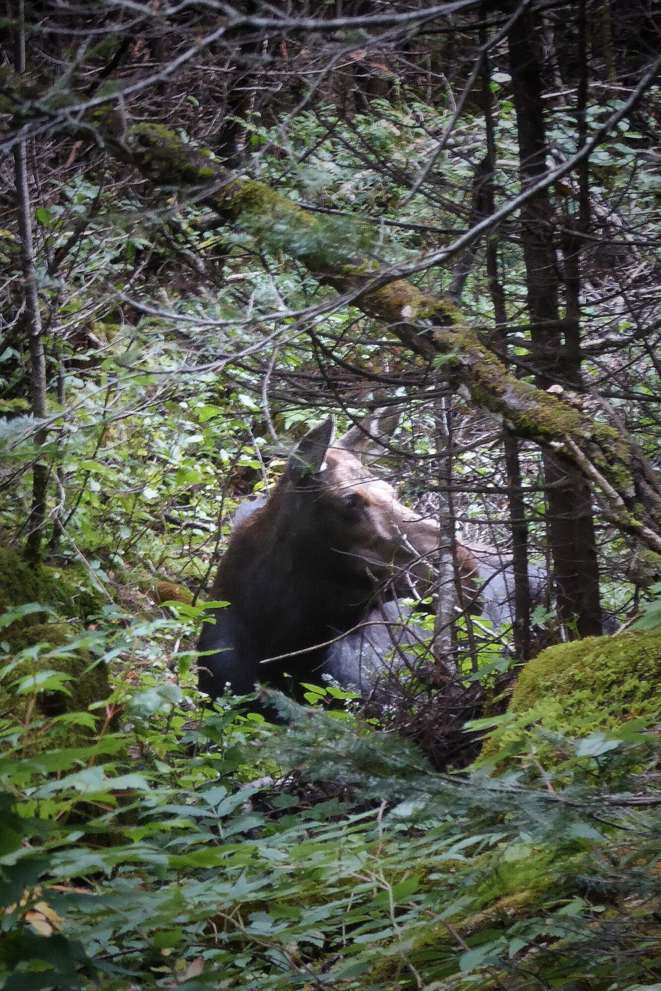 Orignal femelle au parc national de la Gaspésie, Québec