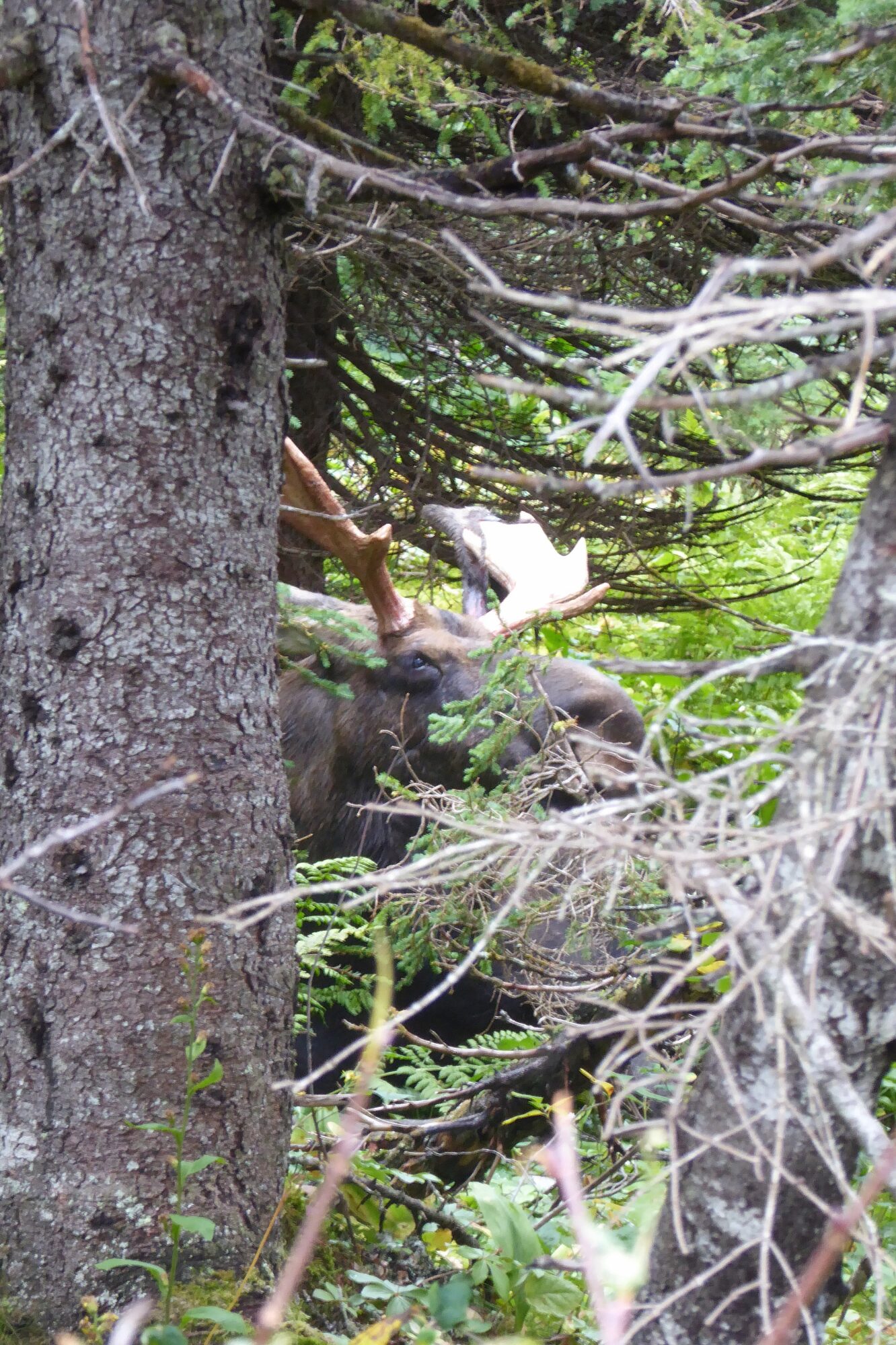 Orignal mâle au parc national de la Gaspésie, Québec
