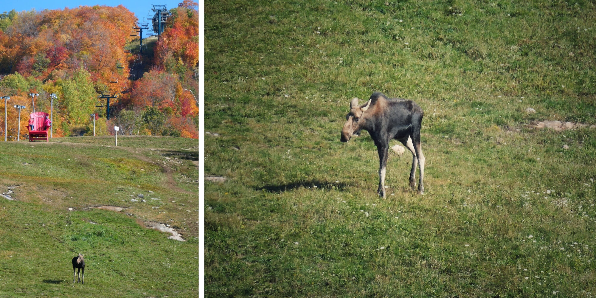Jeune orignal à Mont-Tremblant – Québec Jeune orignal observé à Mont-Tremblant, Québec