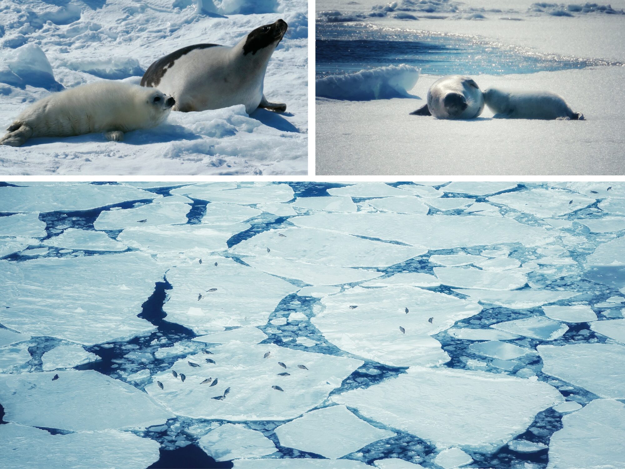 phoques-sur-la-banquise-canadienne