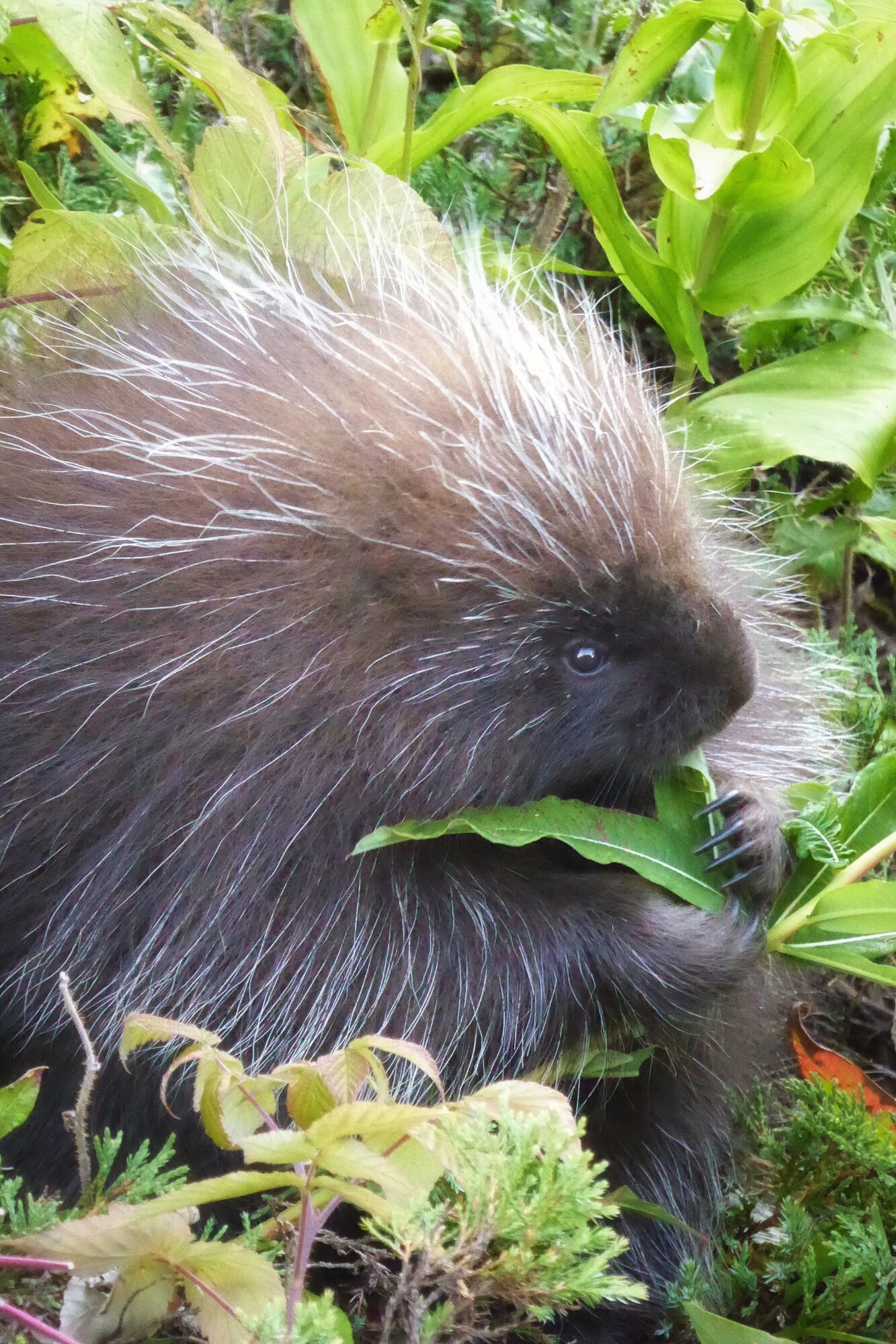 porc-epic-parc-forillon-gaspesie-quebec