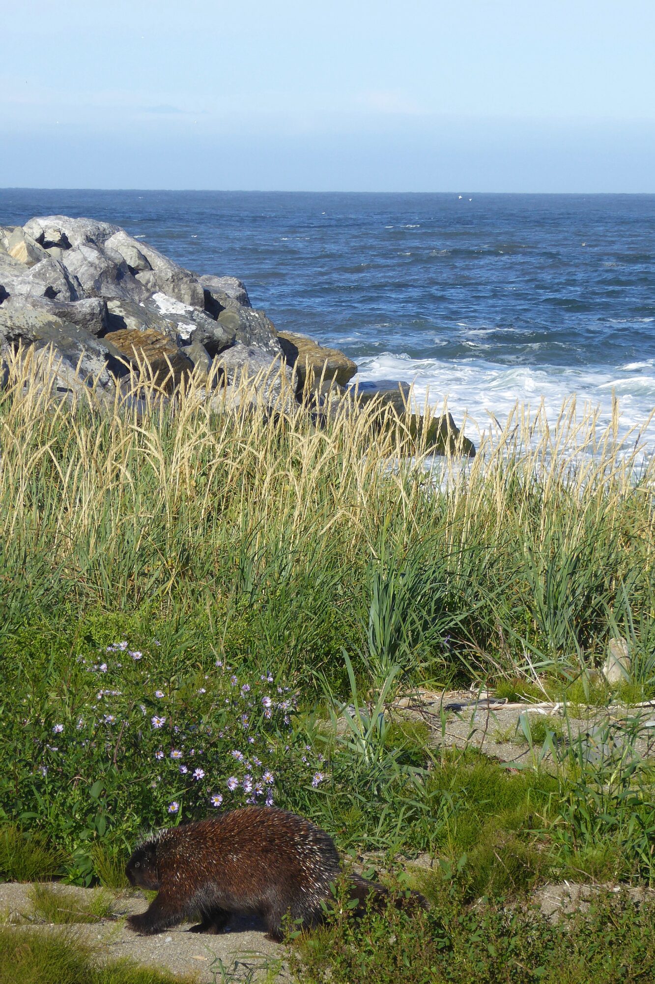 porc-epic-parc-forillon-gaspesie