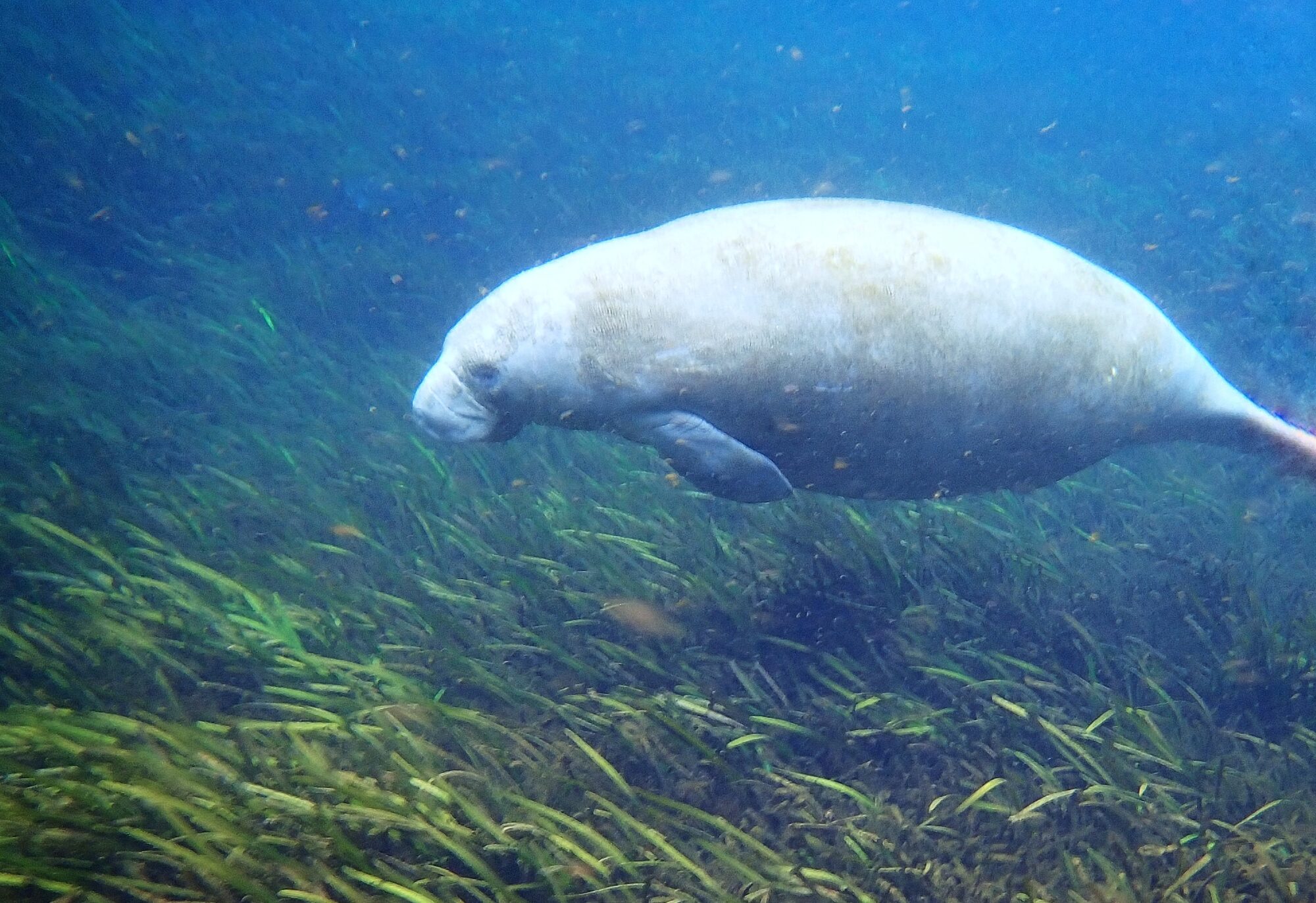 Lamantin vu sous l’eau dans le parc de Silver Springs en Floride, nageant tranquillement parmi la végétation aquatique