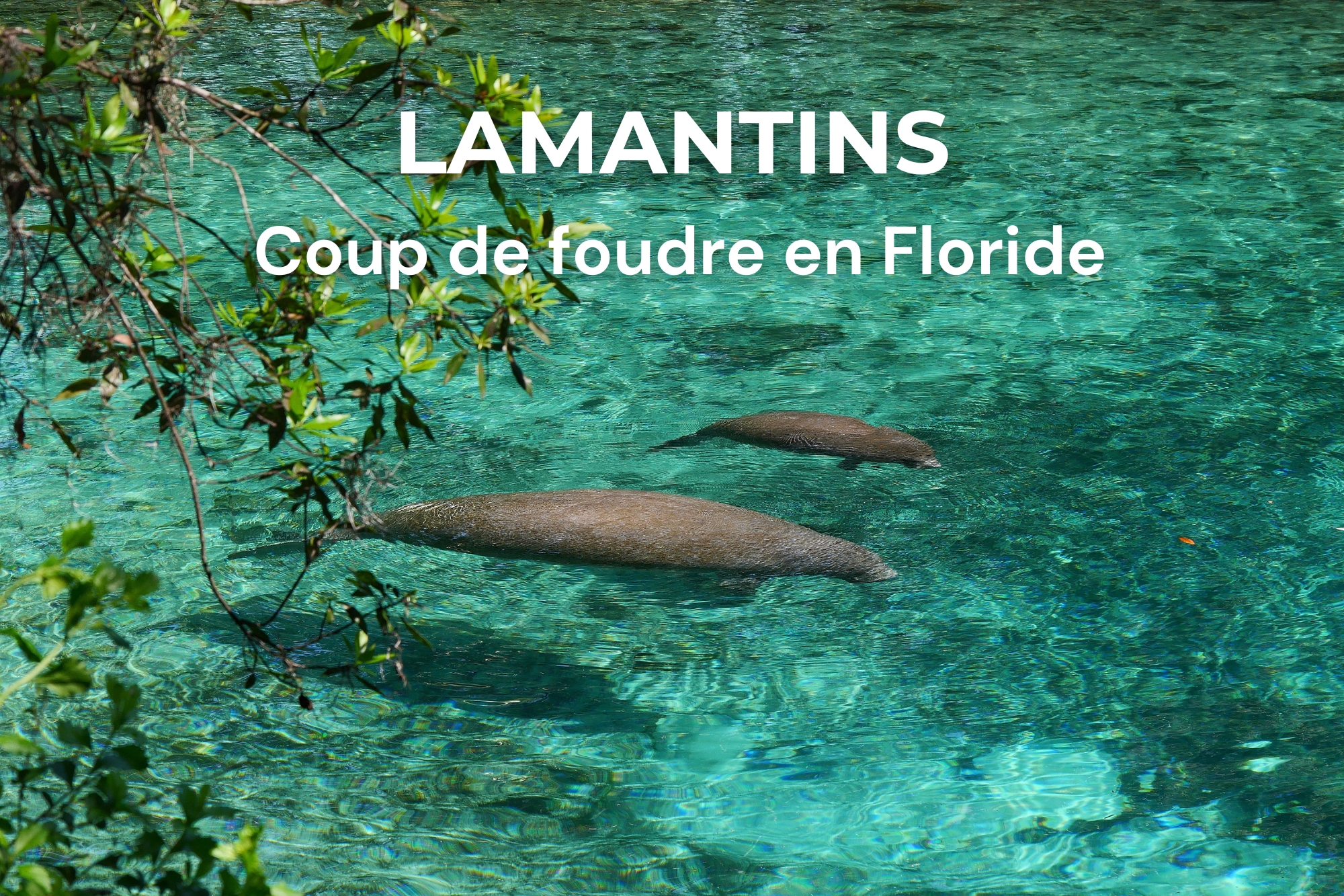 Lamantins coup de cœur en Floride, nageant paisiblement dans une eau cristalline