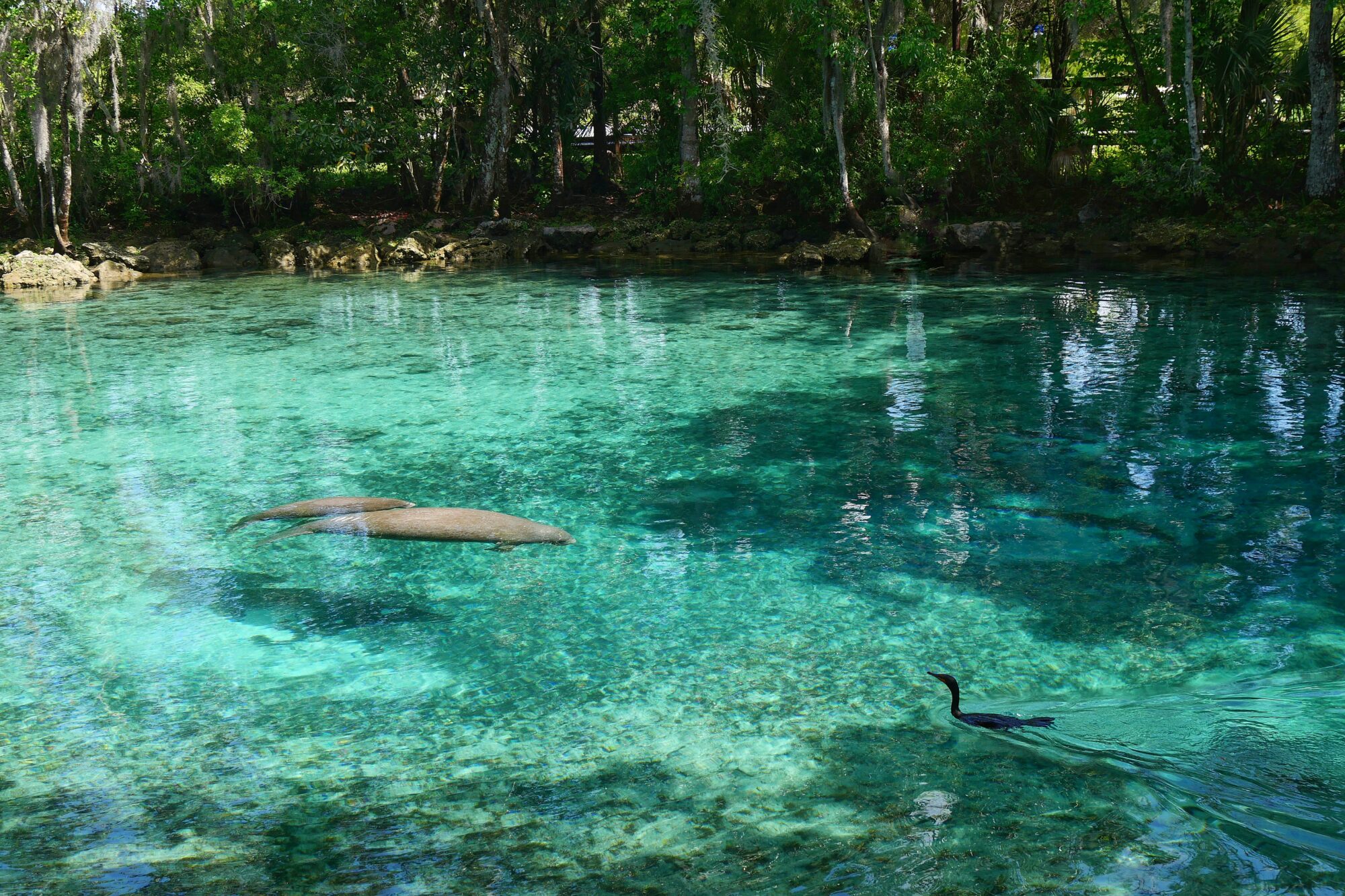 Maman lamantin et son bébé nageant aux côtés d’un cormoran dans les eaux cristallines de Three Sisters Springs, Floride