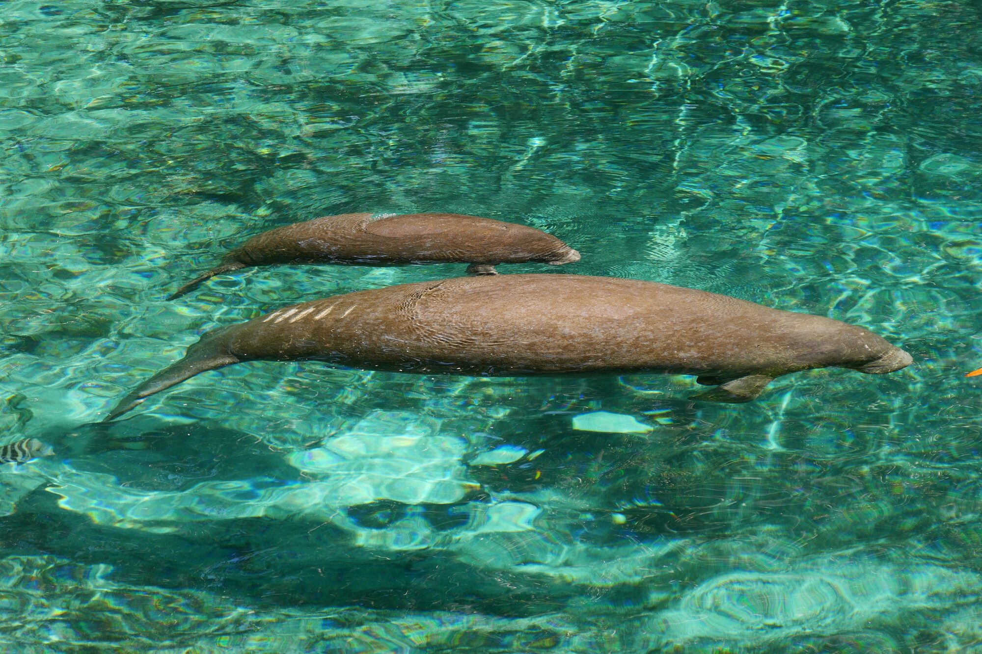 Maman lamantin et son bébé nageant aux côtés d’un cormoran dans les eaux cristallines de Three Sisters Springs, Floride