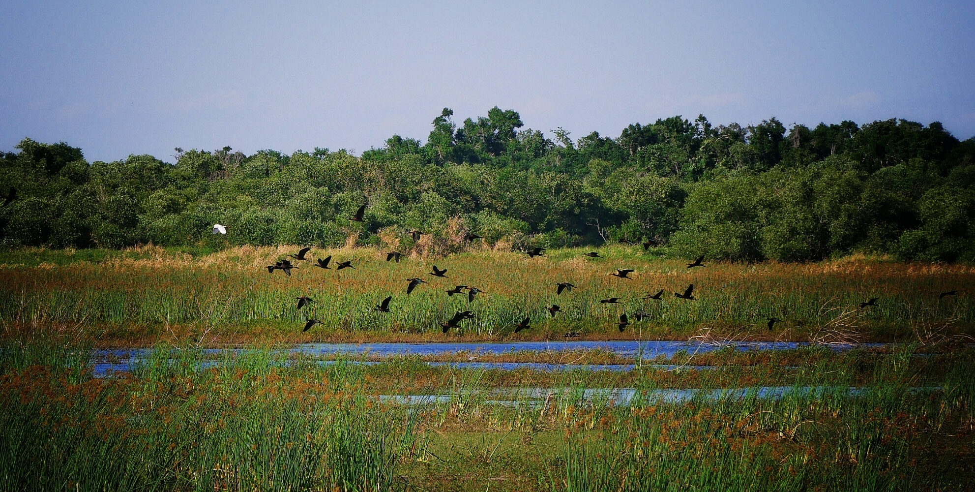 Oiseaux en vol – parc Myakka River, Floride Oiseaux en vol dans le parc Myakka River en Floride