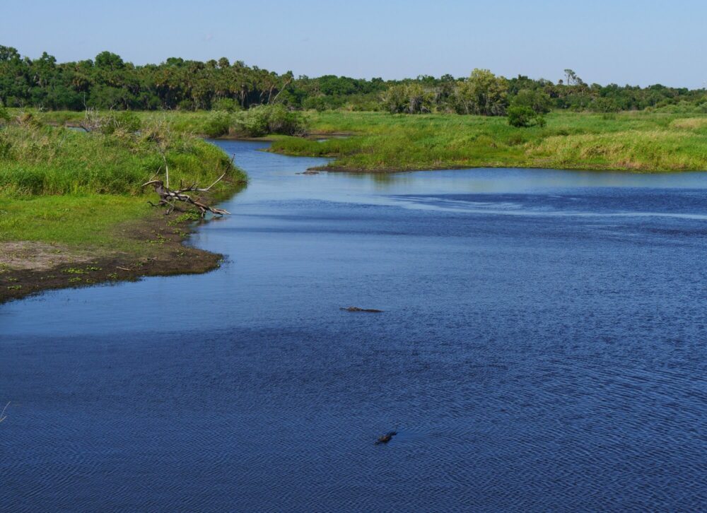 Rivière avec alligators dans le parc Myakka River – Floride Rivière du parc Myakka River remplie d’alligators en Floride