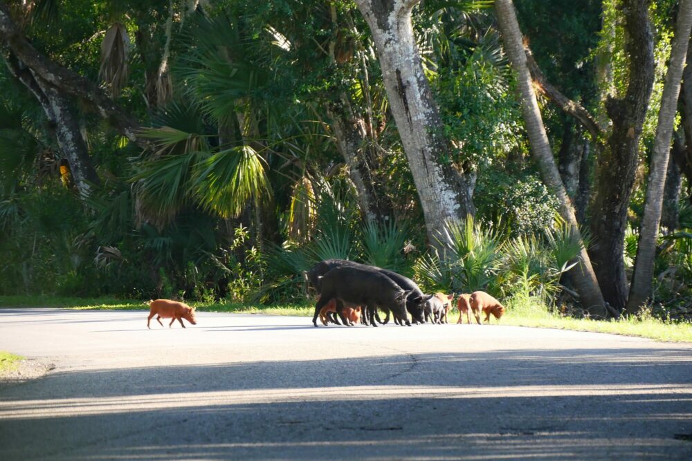 Famille de cochons sauvages observée dans le parc Myakka River, Floride