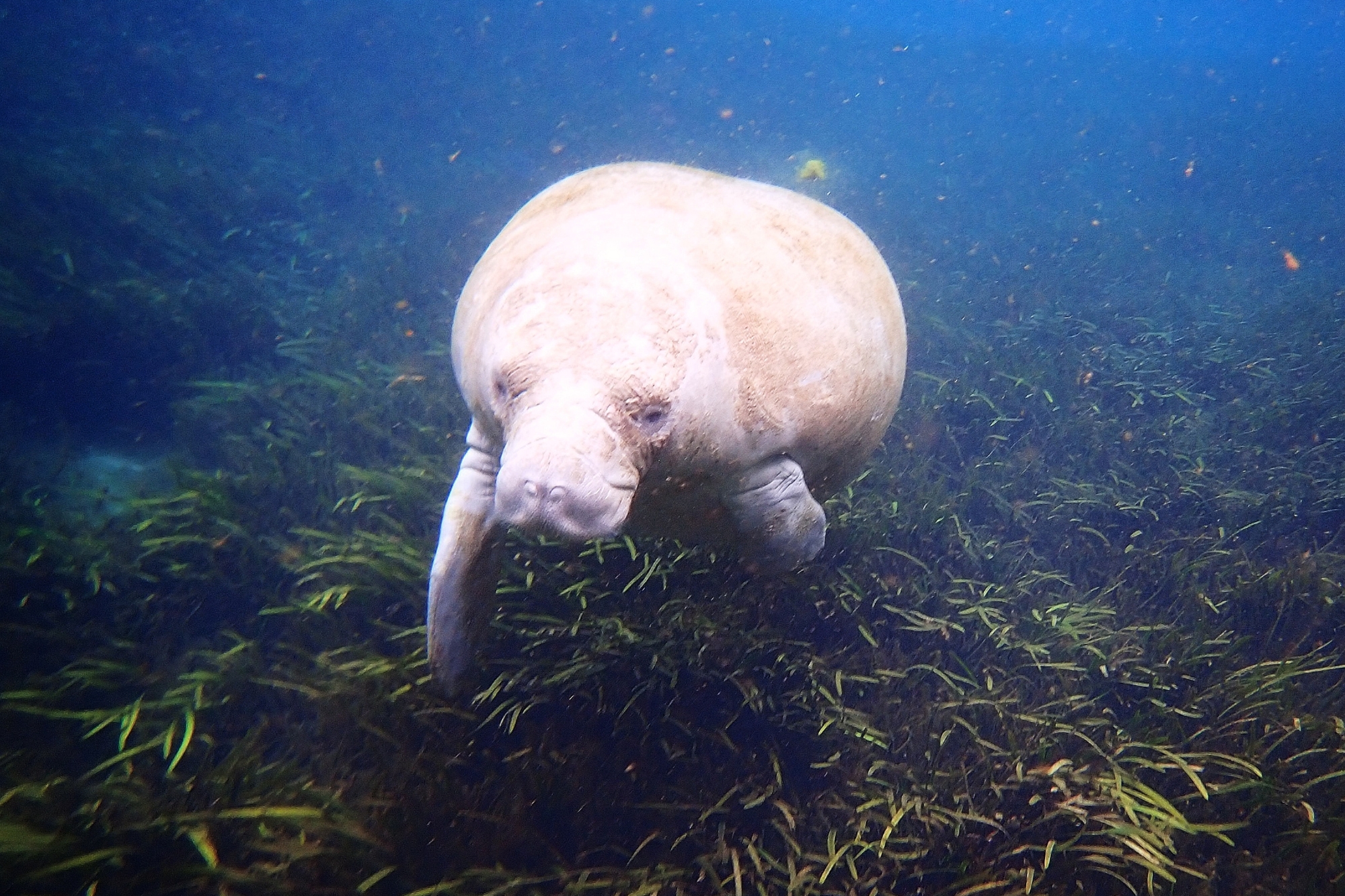 Lamantin vu sous l’eau dans le parc de Silver Springs en Floride, nageant tranquillement parmi la végétation aquatique