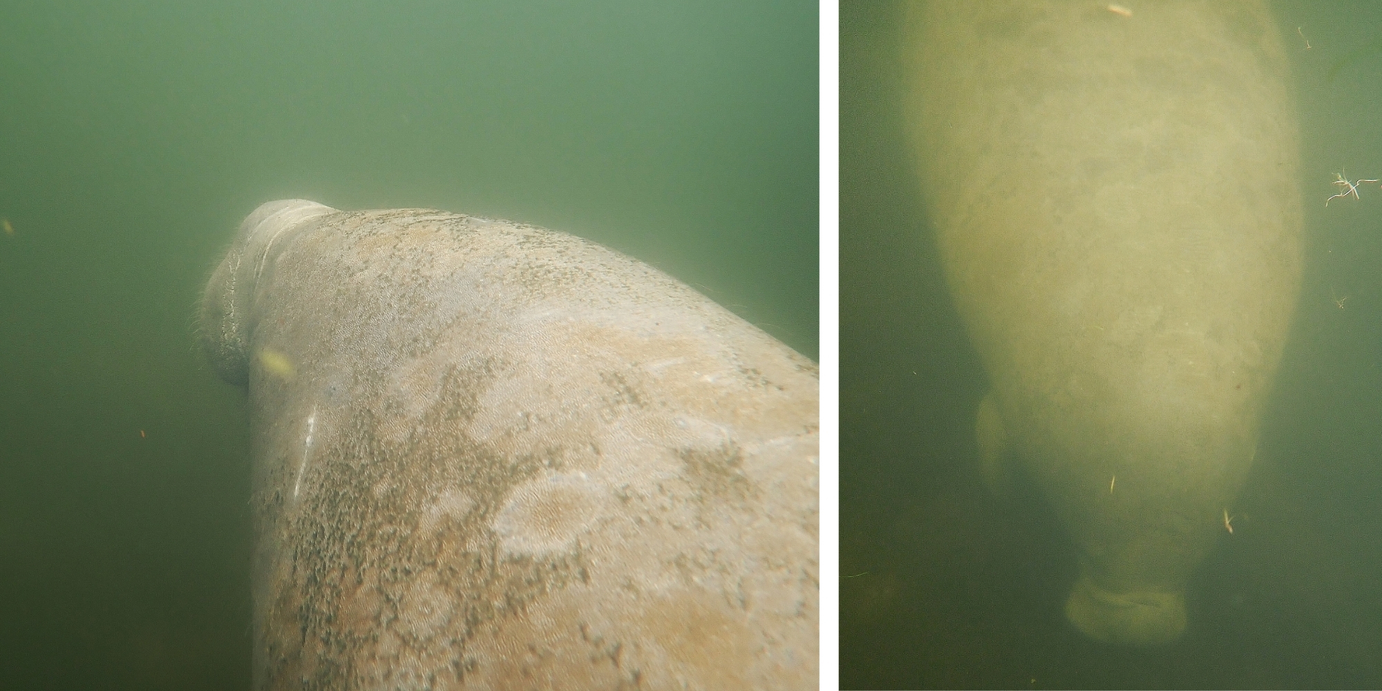 Lamantin nageant sous l’eau en Floride lors d’une excursion snorkeling pour observer ces mammifères marins