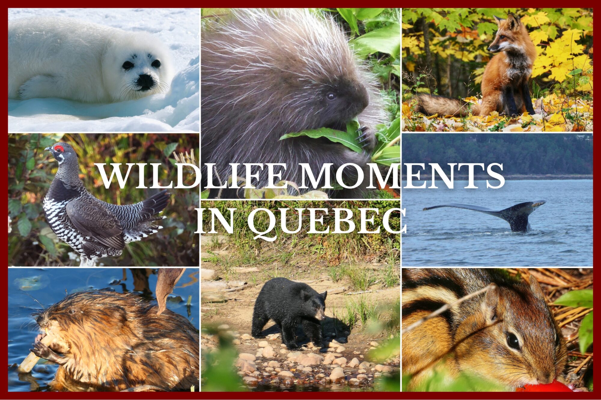 Photo collage of wild animals of Quebec