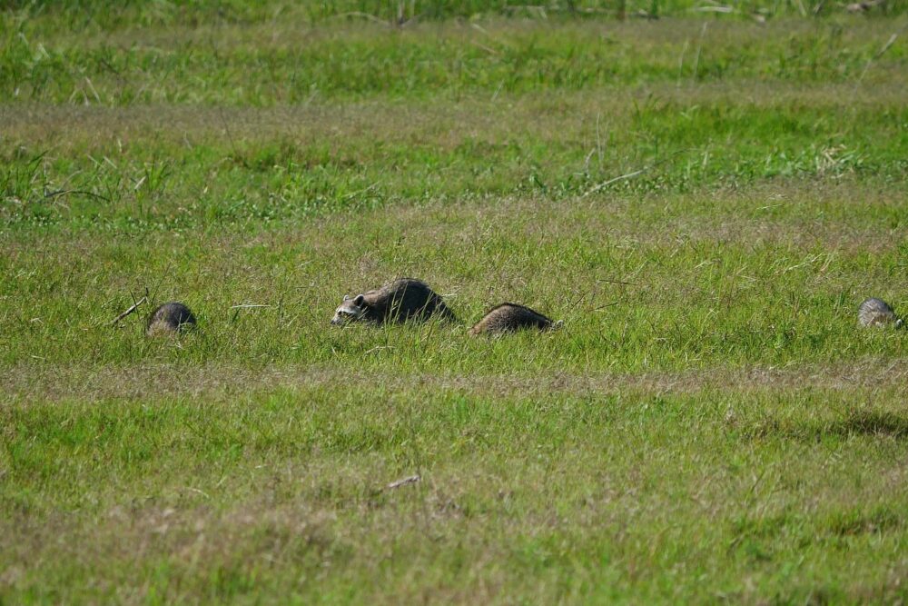Ratons laveurs observés dans un champ du parc Myakka River, Floride