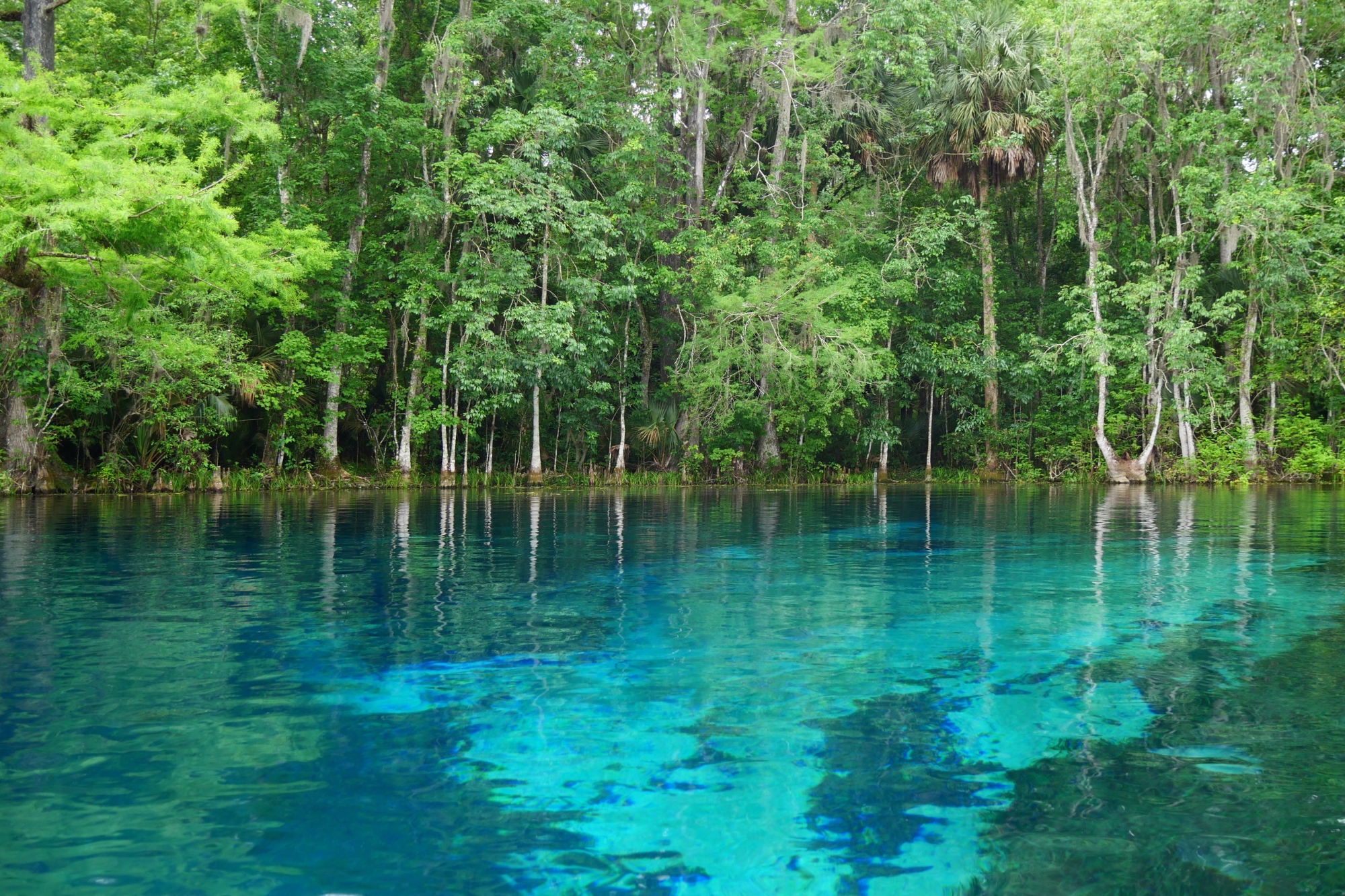 Paysage de Silver Springs State Park en Floride avec ses eaux transparentes et sa végétation luxuriante