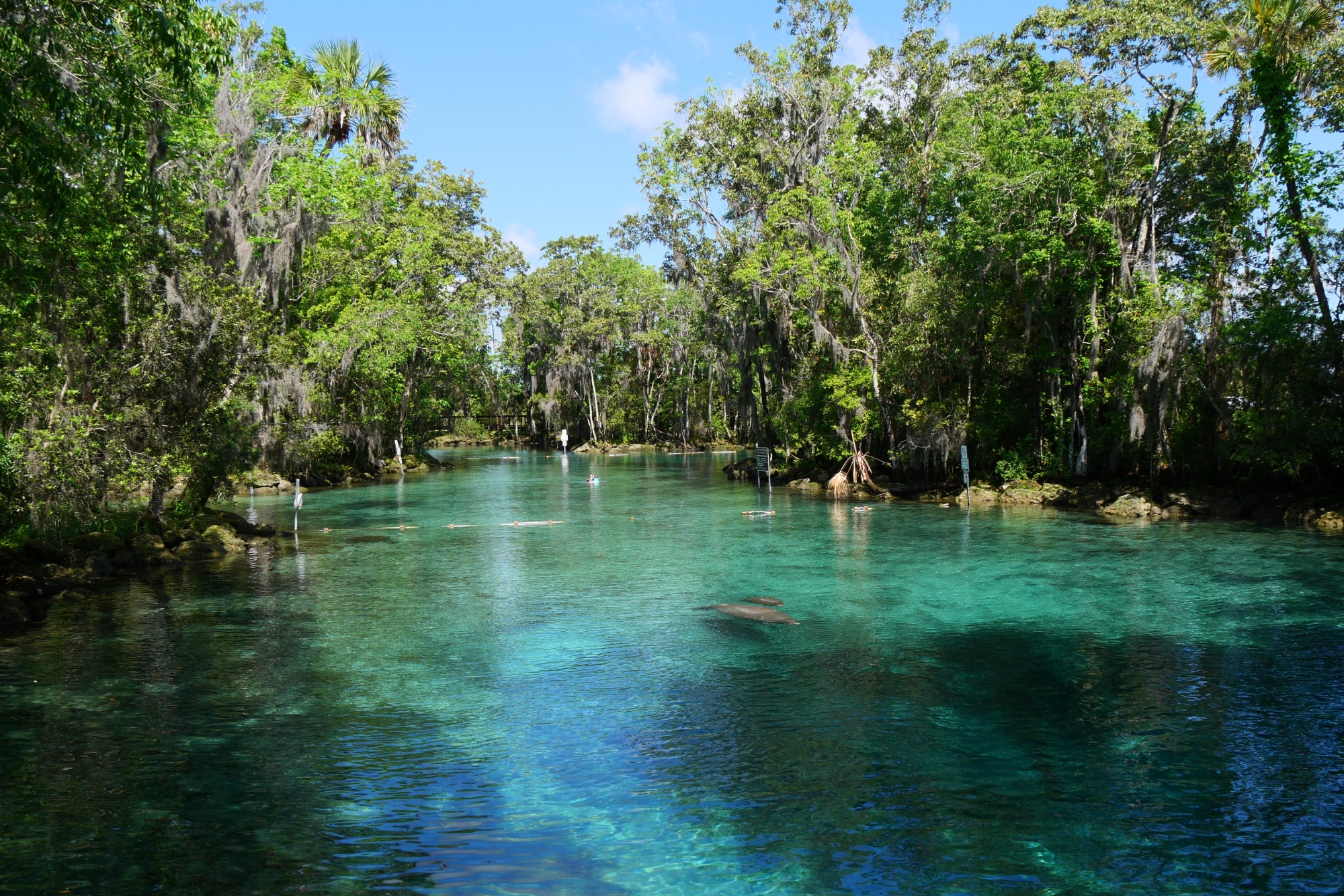 Eaux cristallines de Three Sisters Springs en Floride, habitat naturel des lamantins