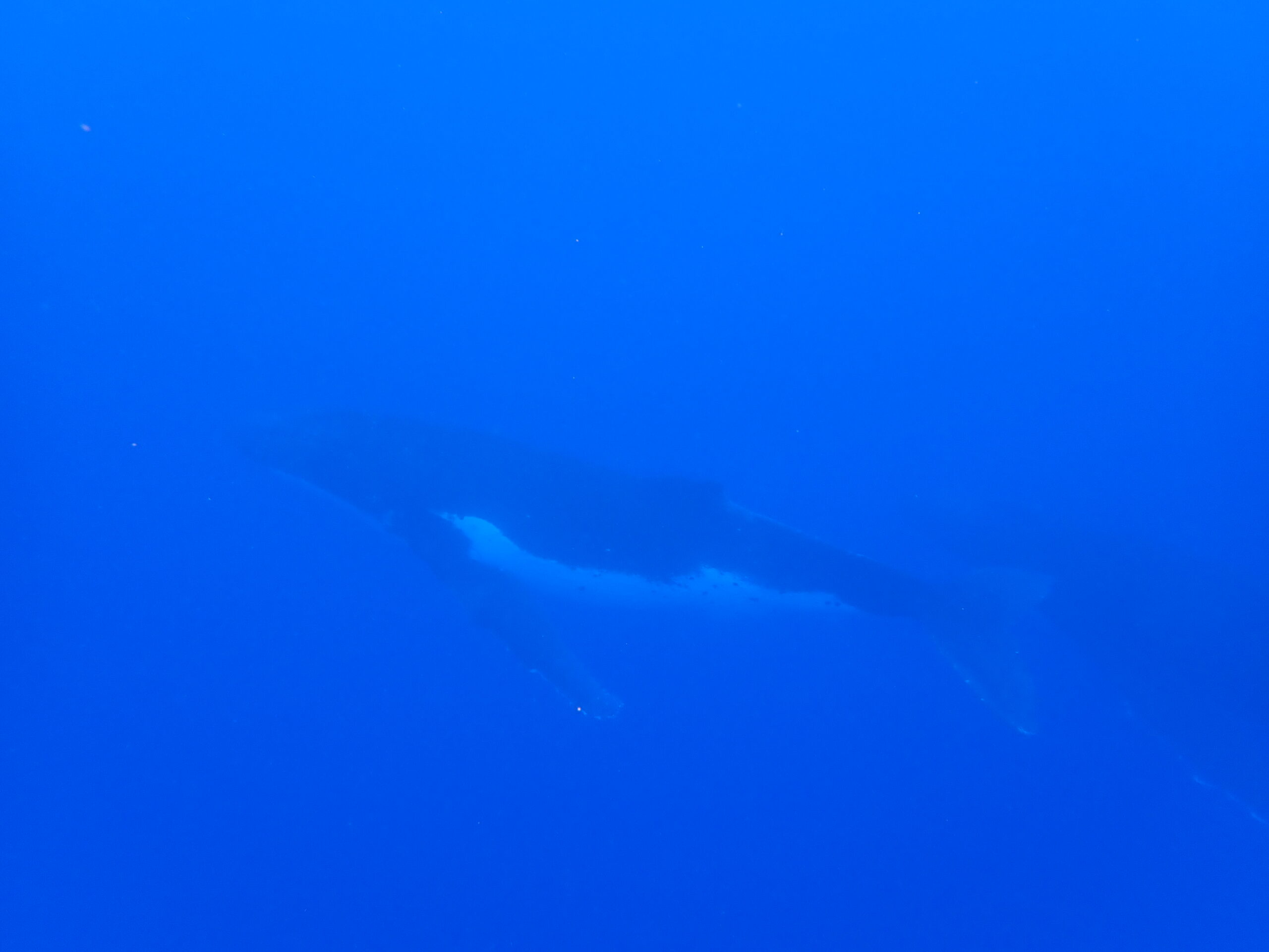 Baleine à bosse sous l'eau à Moorea — Polynésie française Silhouette d'une baleine à bosse dans les eaux bleues profondes de Moorea, Polynésie française — photo NaturElfes