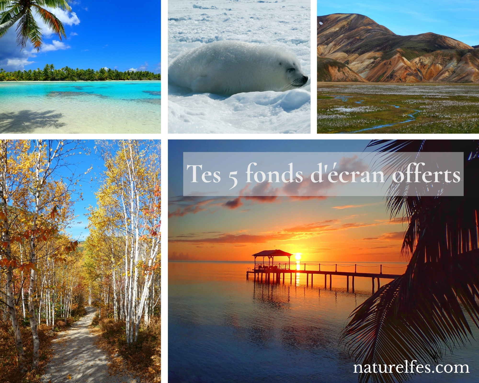 Collage de 5 fonds d'écran nature sauvage offerts par NaturElfes — bébé phoque, Polynésie, Islande, bouleaux automne et coucher de soleil