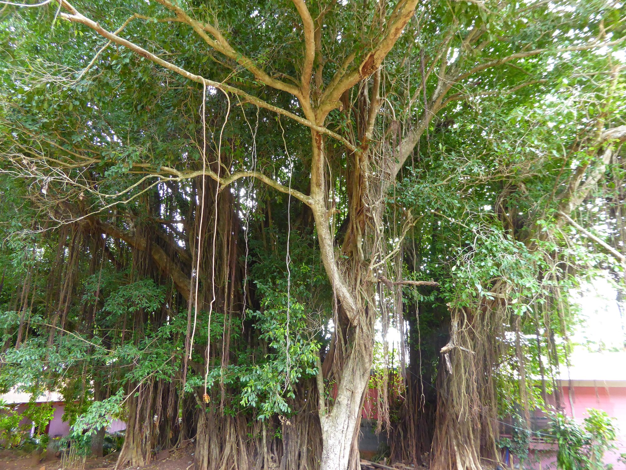 Banian Arbre des Âmes de Bora Bora — arbre sacré polynésien, Polynésie française Immense banian aux racines aériennes impressionnantes, le célèbre Arbre des Âmes de Bora Bora, arbre sacré de la culture polynésienne, Polynésie française