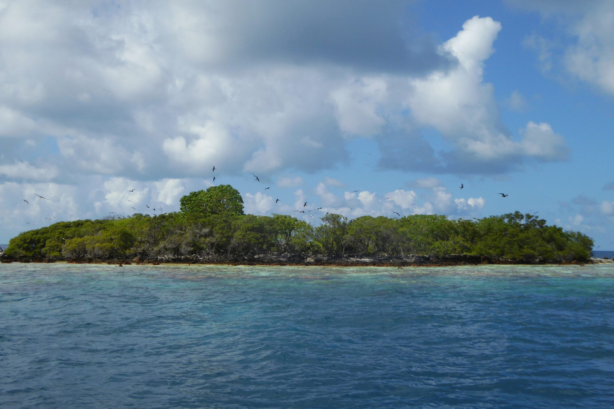 Île aux oiseaux avec nuée d'oiseaux marins en vol, Passe Nord Fakarava Polynésie française