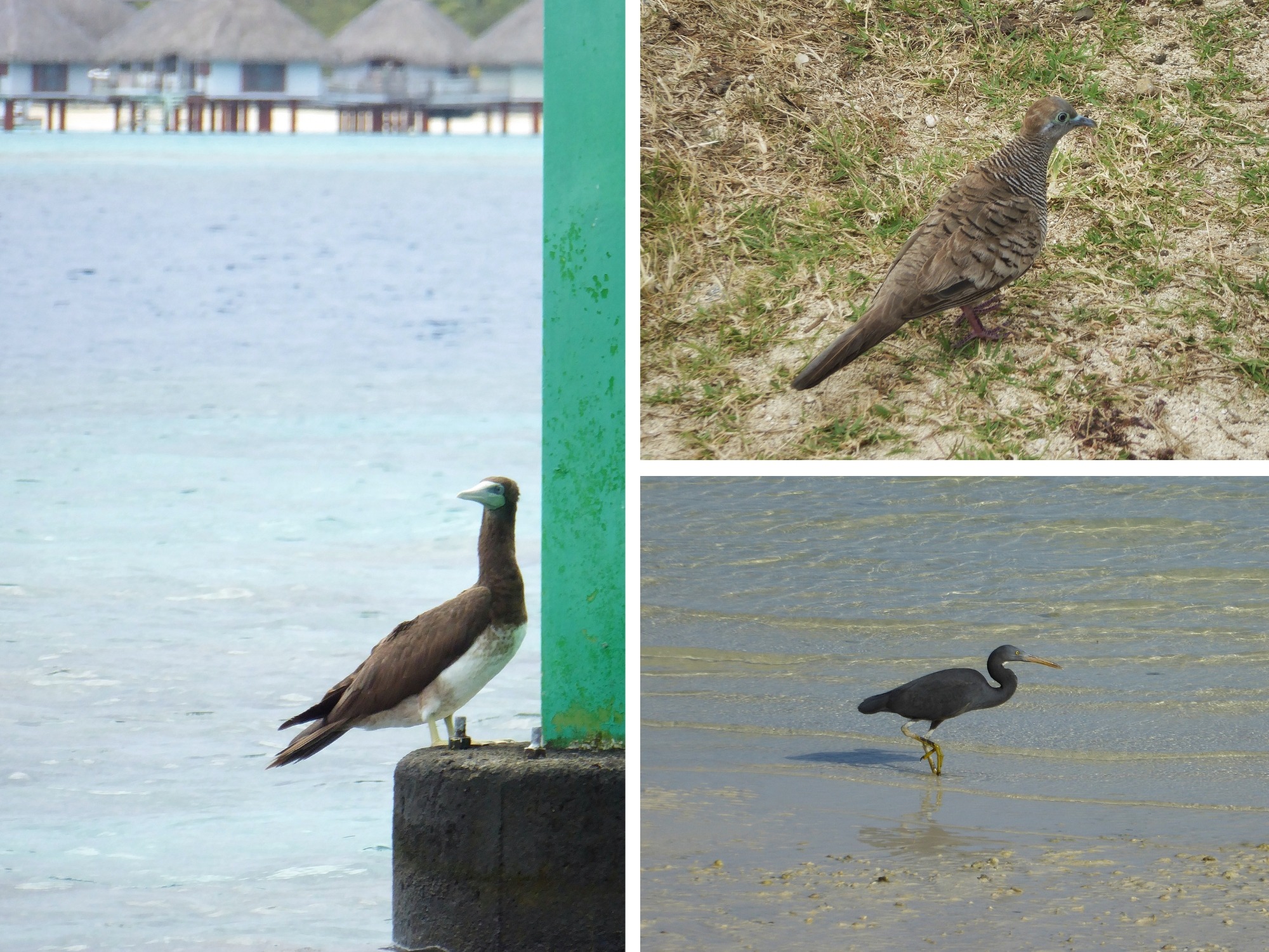 Oiseaux de Bora Bora — booby brun, tourterelle et héron des récifs, Polynésie française Collage d'oiseaux observés à Bora Bora : booby brun posé sur un pieu face aux bungalows sur pilotis, tourterelle du Pacifique et héron des récifs dans le lagon, Polynésie française