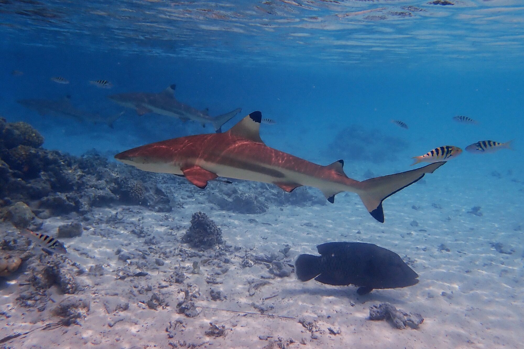 Requin pointe noire en gros plan nageant avec un poisson Napoléon sur le récif sableux de la Passe Sud de Fakarava, Polynésie française