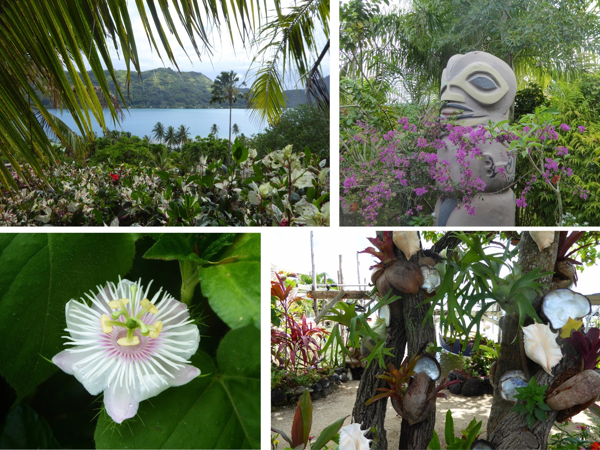 Tiki polynésien, jardin tropical et fleurs de Bora Bora — Polynésie française Collage de la végétation et culture polynésienne à Bora Bora : vue sur le lagon depuis un jardin fleuri, tiki entouré de bougainvilliers, fleur de passiflore et arbre décoré de coquillages, Polynésie française