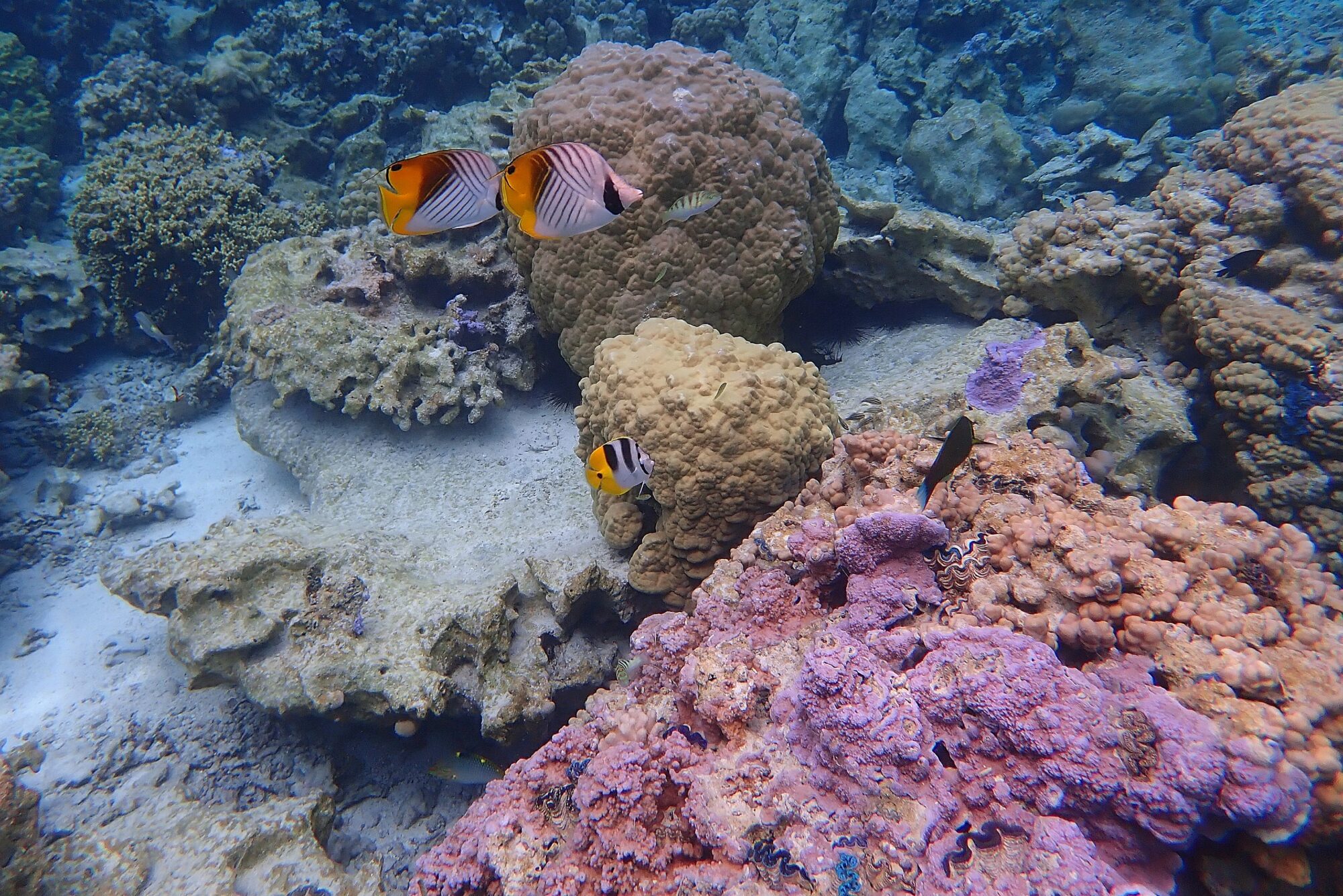 Poissons-papillons oranges et noirs nageant près d'un corail massif avec bénitier aux lèvres bleues lors du snorkeling dans le lagon de Bora Bora, Polynésie française