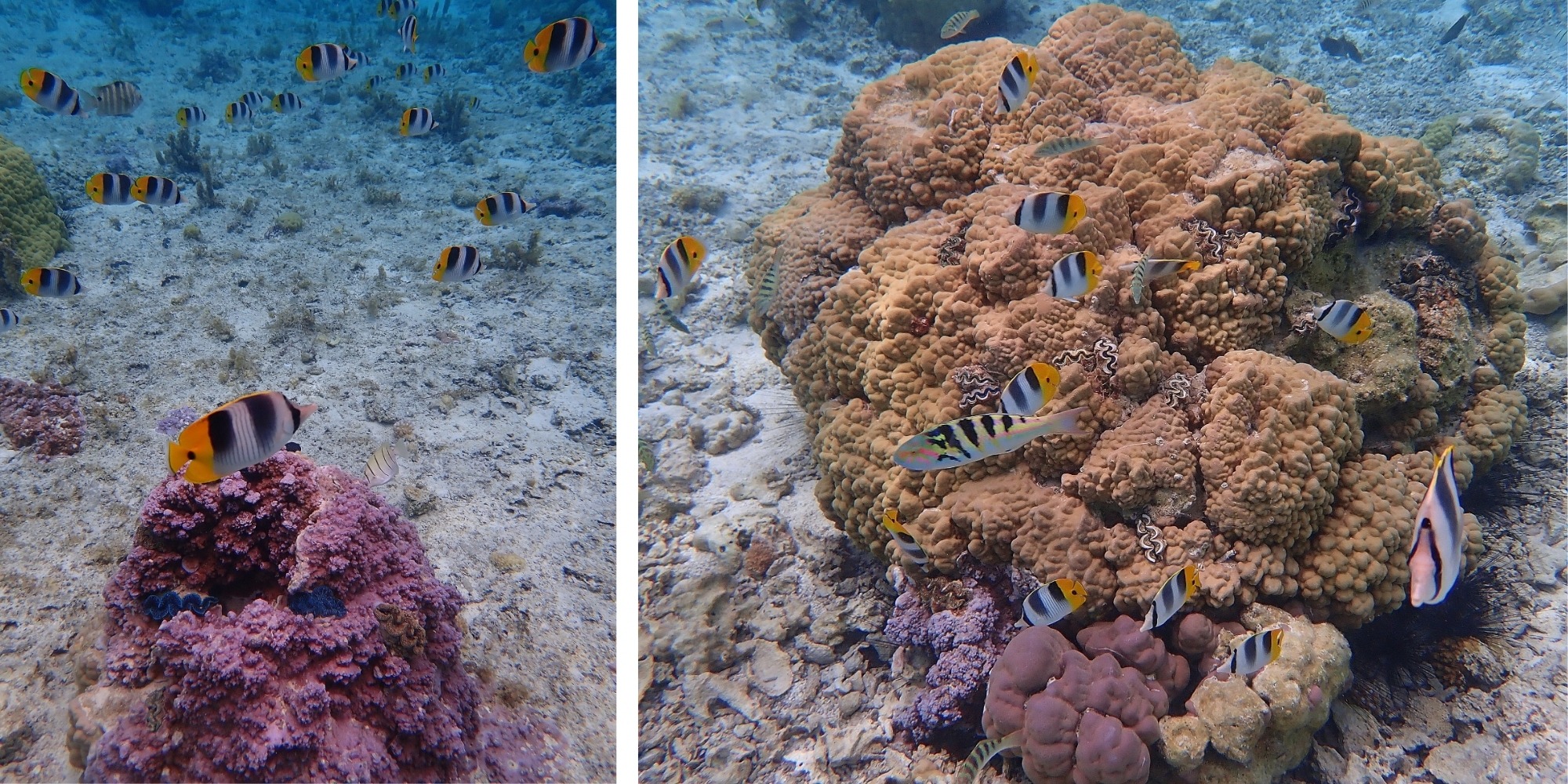 Poissons-papillons cocher sur le récif coloré — snorkeling Bora Bora, Polynésie française Collage de poissons-papillons cocher oranges et noirs sur le récif corallien coloré du lagon de Bora Bora lors du snorkeling, Polynésie française