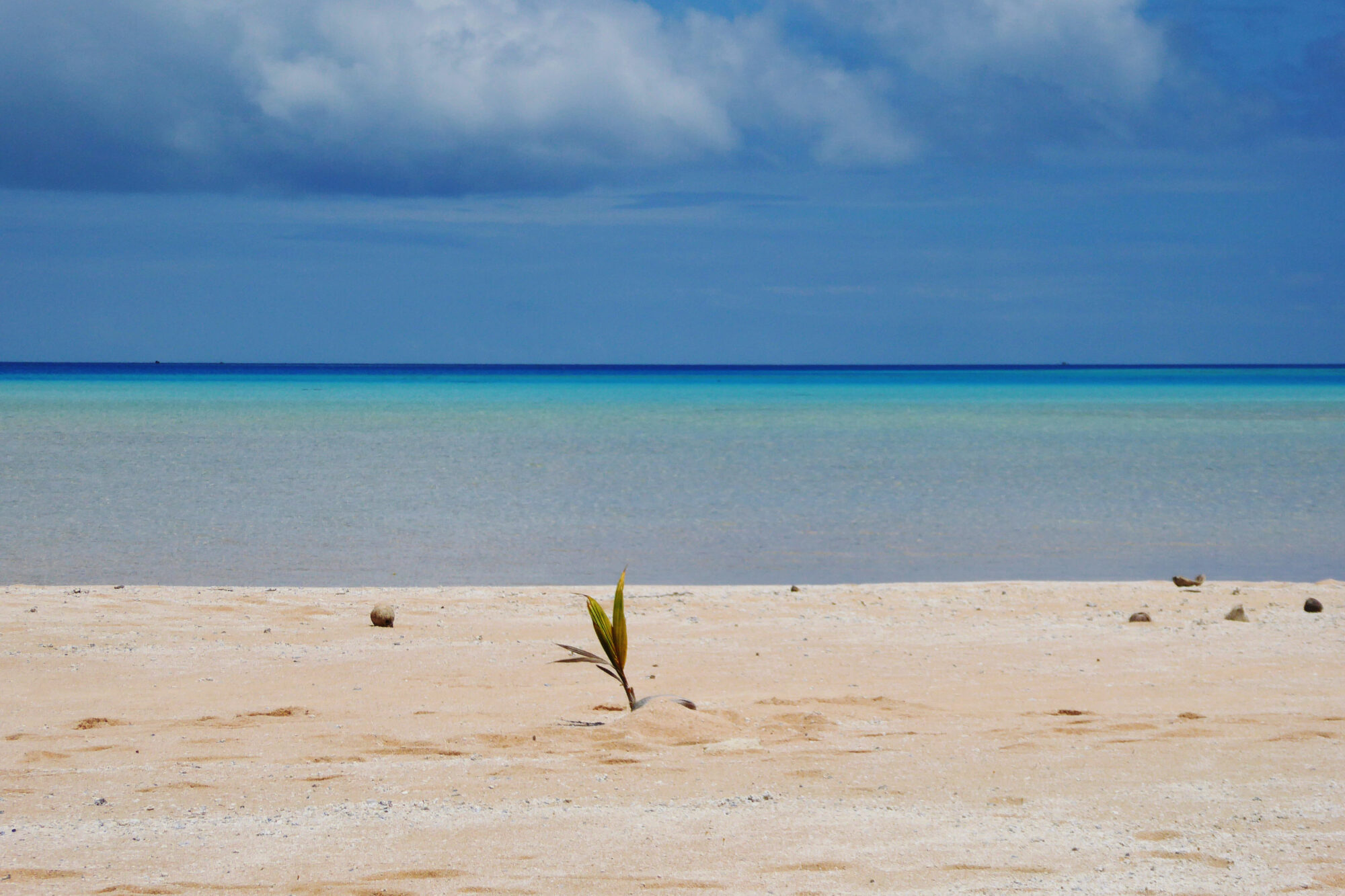 Jeune pousse de cocotier solitaire sur le sable blanc face au lagon bleu turquoise, Passe Sud de Fakarava, Polynésie française