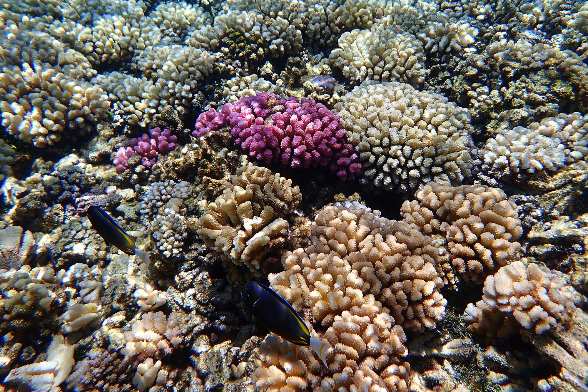 Coraux rose et beige en gros plan sur le récif de la Passe Sud de Fakarava avec un petit poisson chirurgien, Polynésie française