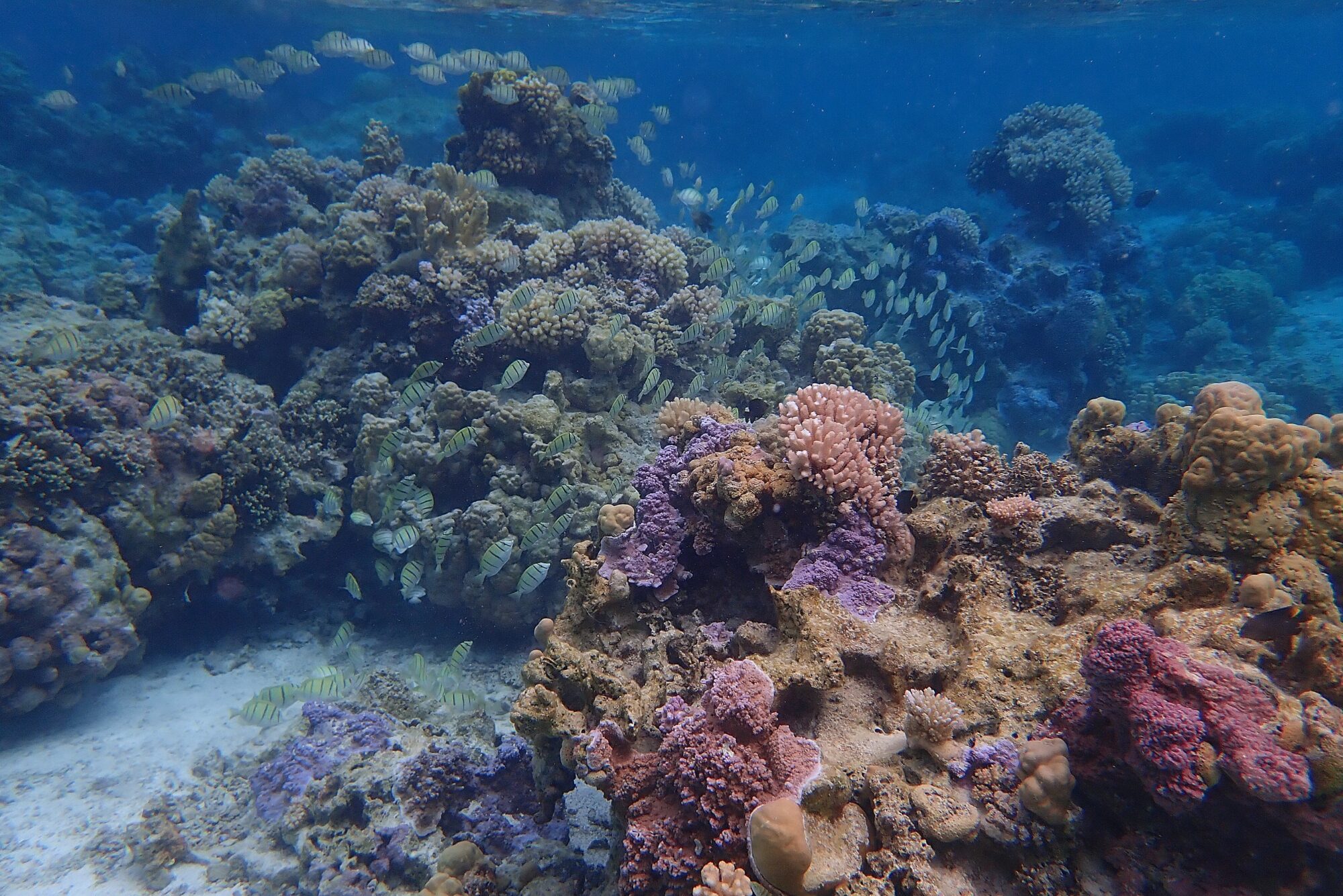 Récif corallien aux coraux roses et violets avec un banc de poissons chirurgiens lors du snorkeling dans le lagon de Bora Bora, Polynésie française