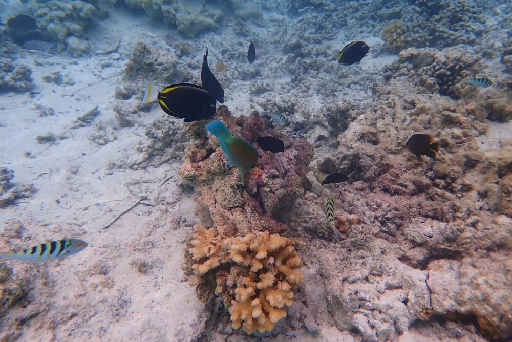 Multitude de poissons colorés — chirurgiens noirs, perroquet bleu — sur le récif corallien de la Passe Sud de Fakarava, Polynésie française