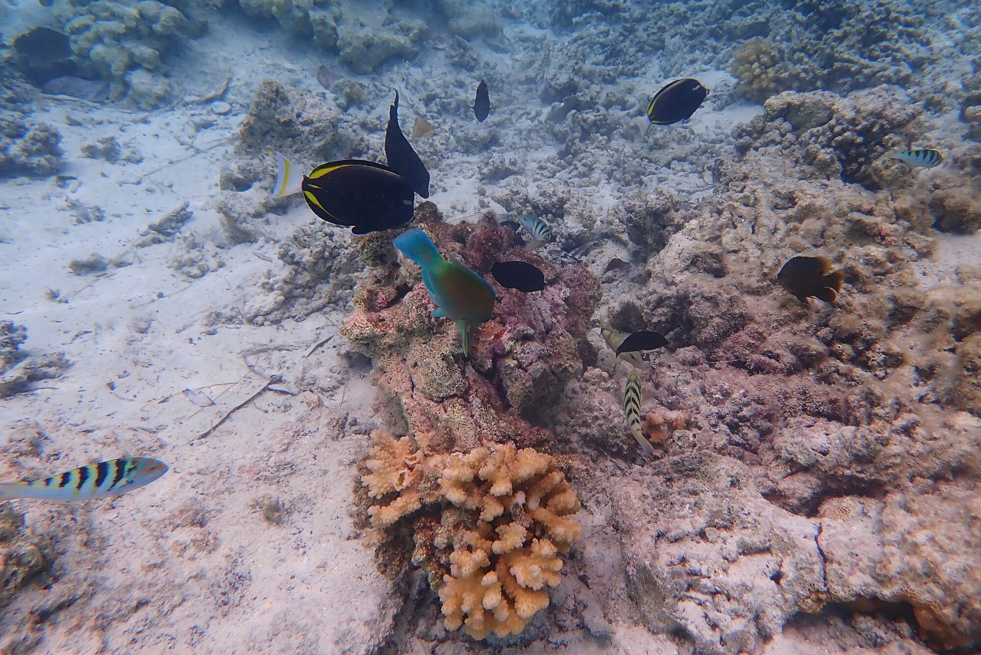 Multitude de poissons colorés — chirurgiens noirs, perroquet bleu — sur le récif corallien de la Passe Sud de Fakarava, Polynésie française