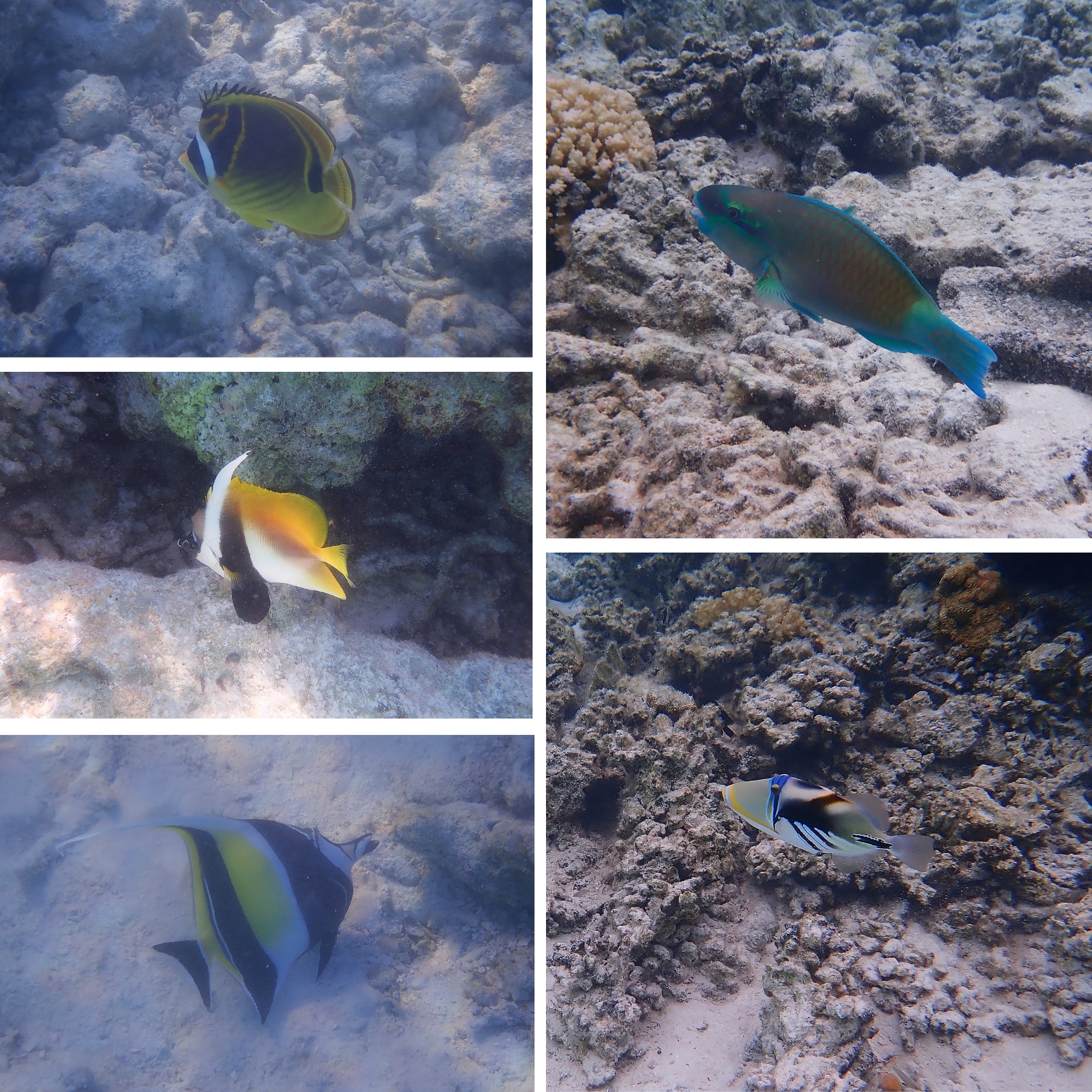 Snorkeling Fakarava Polynésie française — multitude de poissons colorés sur le récif corallien
