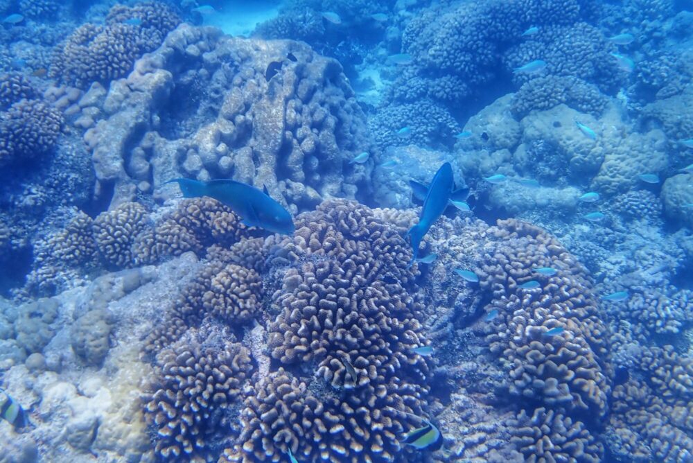 Snorkeling Passe Nord Fakarava Polynésie française — coraux et poissons bleus sous-marins