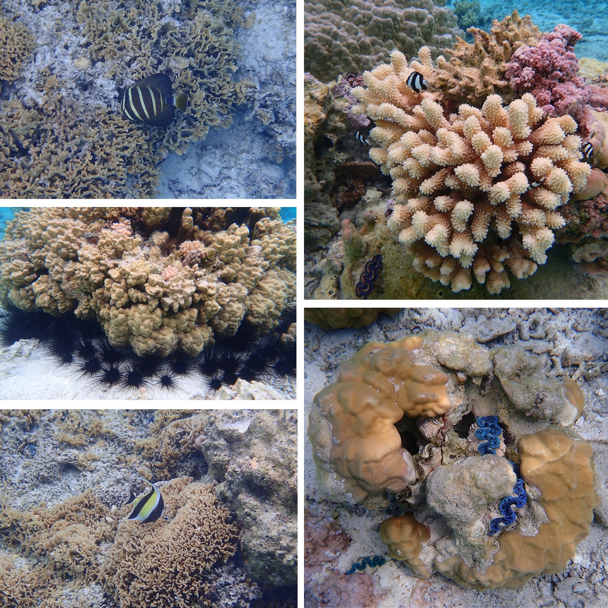 Coraux et vie marine du lagon de Bora Bora — snorkeling Polynésie française Collage de coraux et vie marine du lagon de Bora Bora : poissons tropicaux, oursins noirs, bénitiers aux lèvres bleues et coraux variés, Polynésie française
