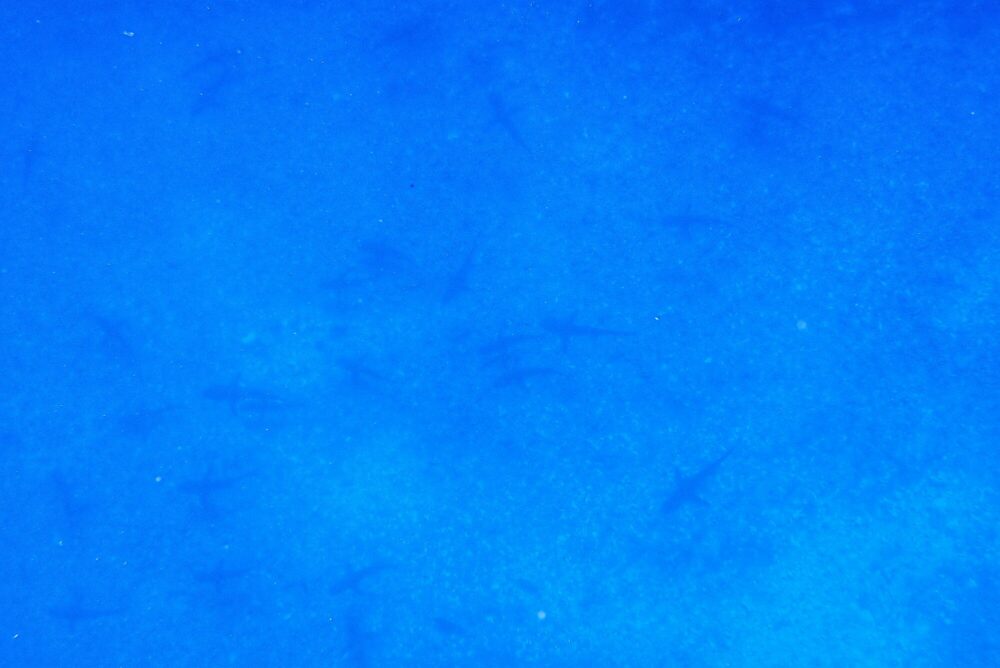 Eau bleue profonde avec silhouettes de requins visibles dans les profondeurs lors du snorkeling dérivant à la Passe Sud de Fakarava, Polynésie française