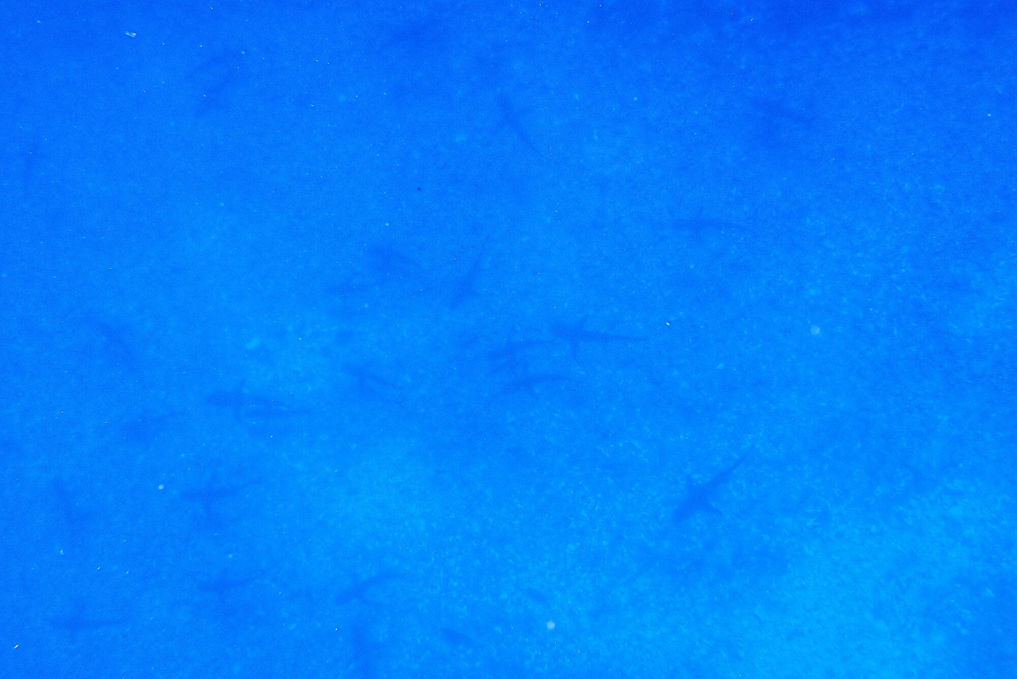 Eau bleue profonde avec silhouettes de requins visibles dans les profondeurs lors du snorkeling dérivant à la Passe Sud de Fakarava, Polynésie française