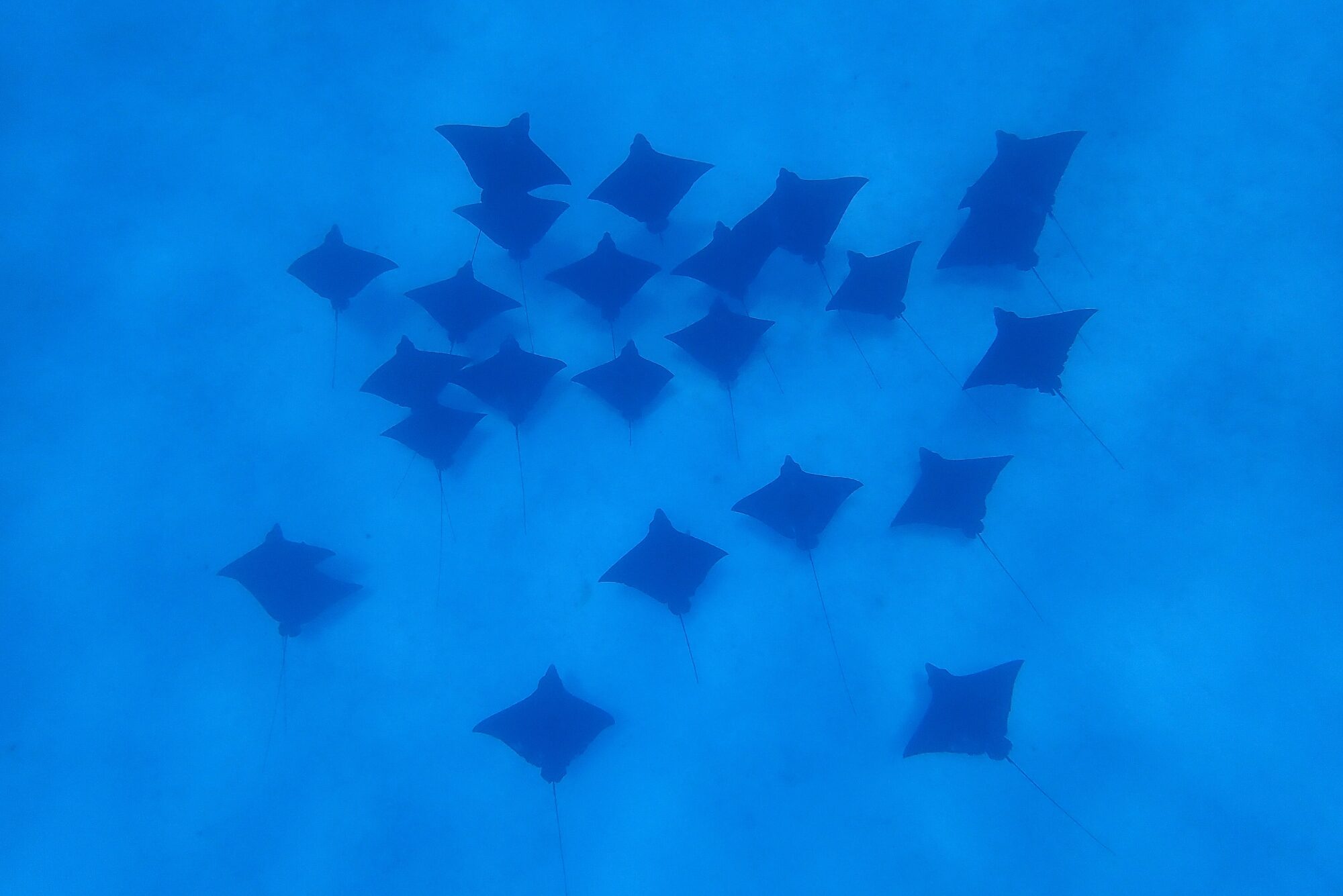 Ballet de raies aigles dans les eaux bleues de Bora Bora — snorkeling Polynésie française Des dizaines de raies aigles formant un ballet sous-marin dans les eaux bleues profondes du lagon de Bora Bora lors du snorkeling avec Reef Discovery, Polynésie française