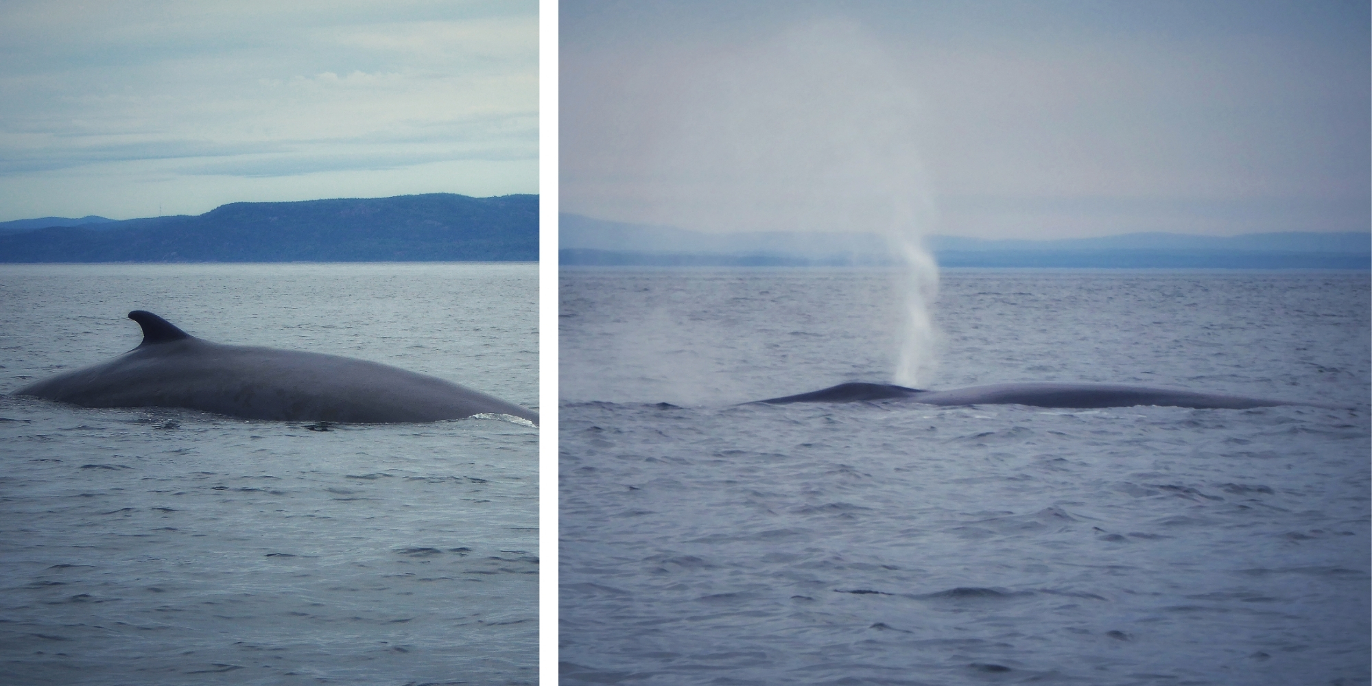 Rorqual commun et son souffle sur le Saint-Laurent — Québec Rorqual commun et son souffle caractéristique à la surface du Saint-Laurent au Québec — photo NaturElfes