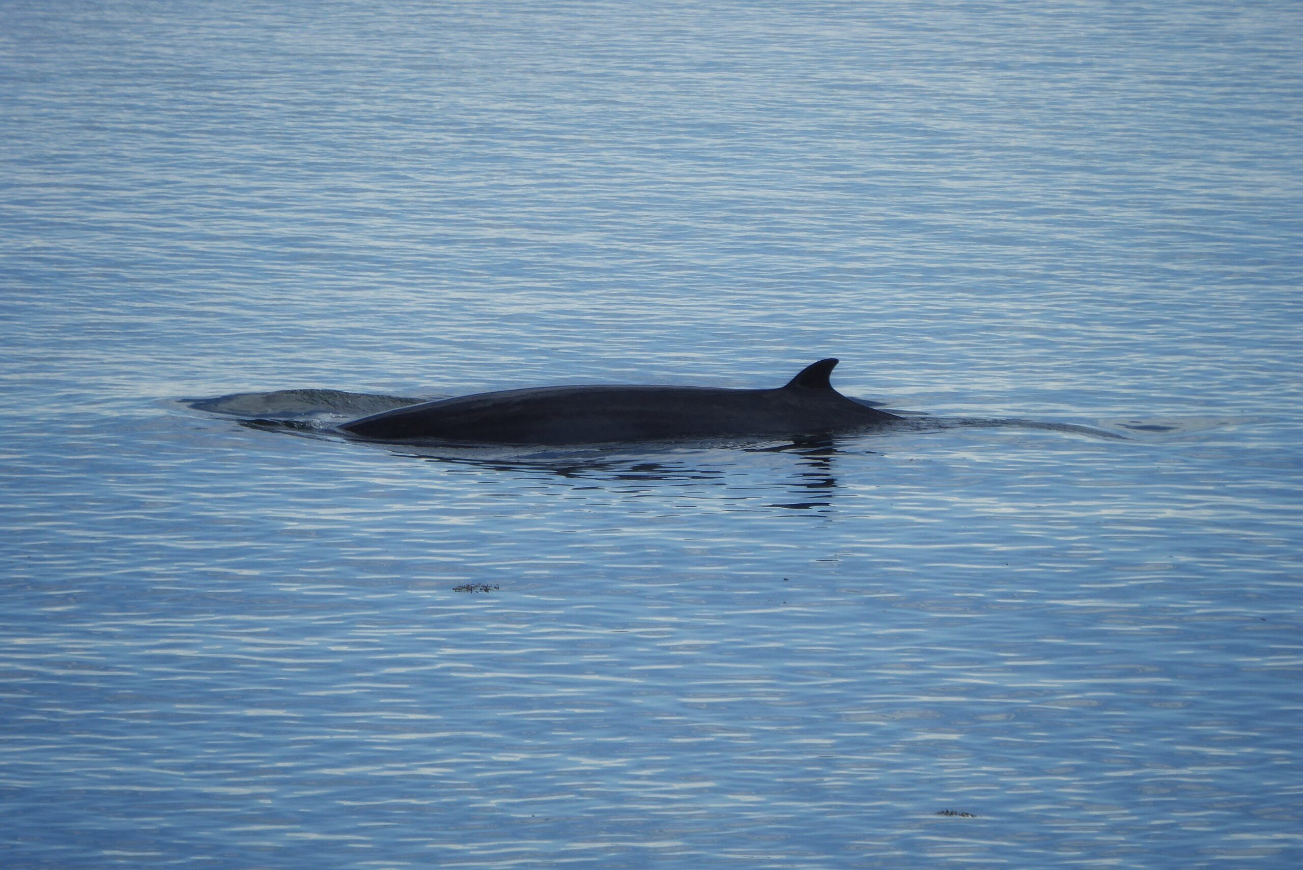 Rorqual commun à la surface du Saint-Laurent — Québec Rorqual commun nageant à la surface des eaux du Saint-Laurent au Québec — photo NaturElfes