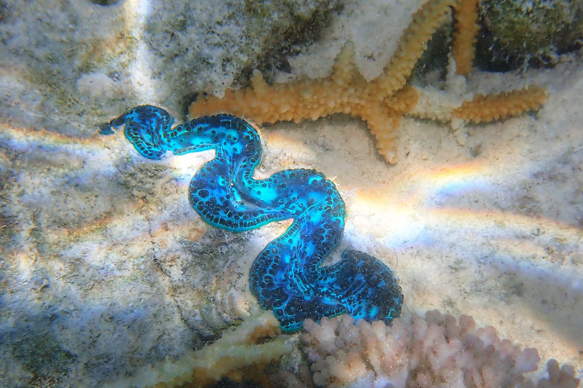 Bénitier géant aux couleurs bleues électriques sur le récif corallien, Fakarava Polynésie française