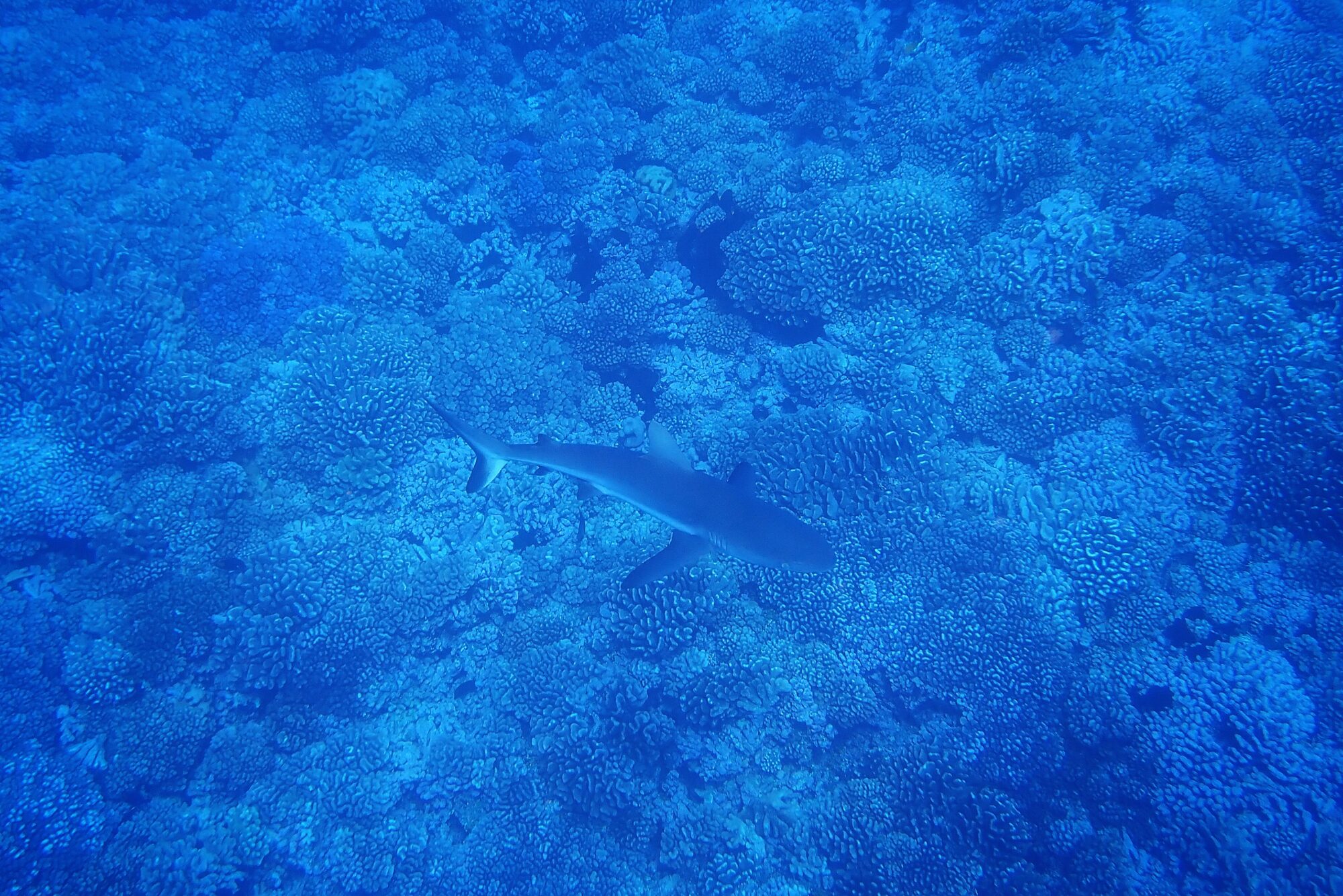 Requin gris de récif solitaire glissant au-dessus du récif corallien bleu vu depuis la surface, Passe Sud de Fakarava, Polynésie française