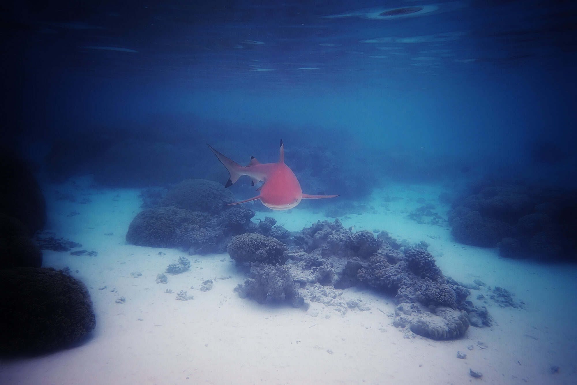 Requin gris de récif nageant de face dans les eaux bleues profondes de la Passe Sud de Fakarava, Polynésie française