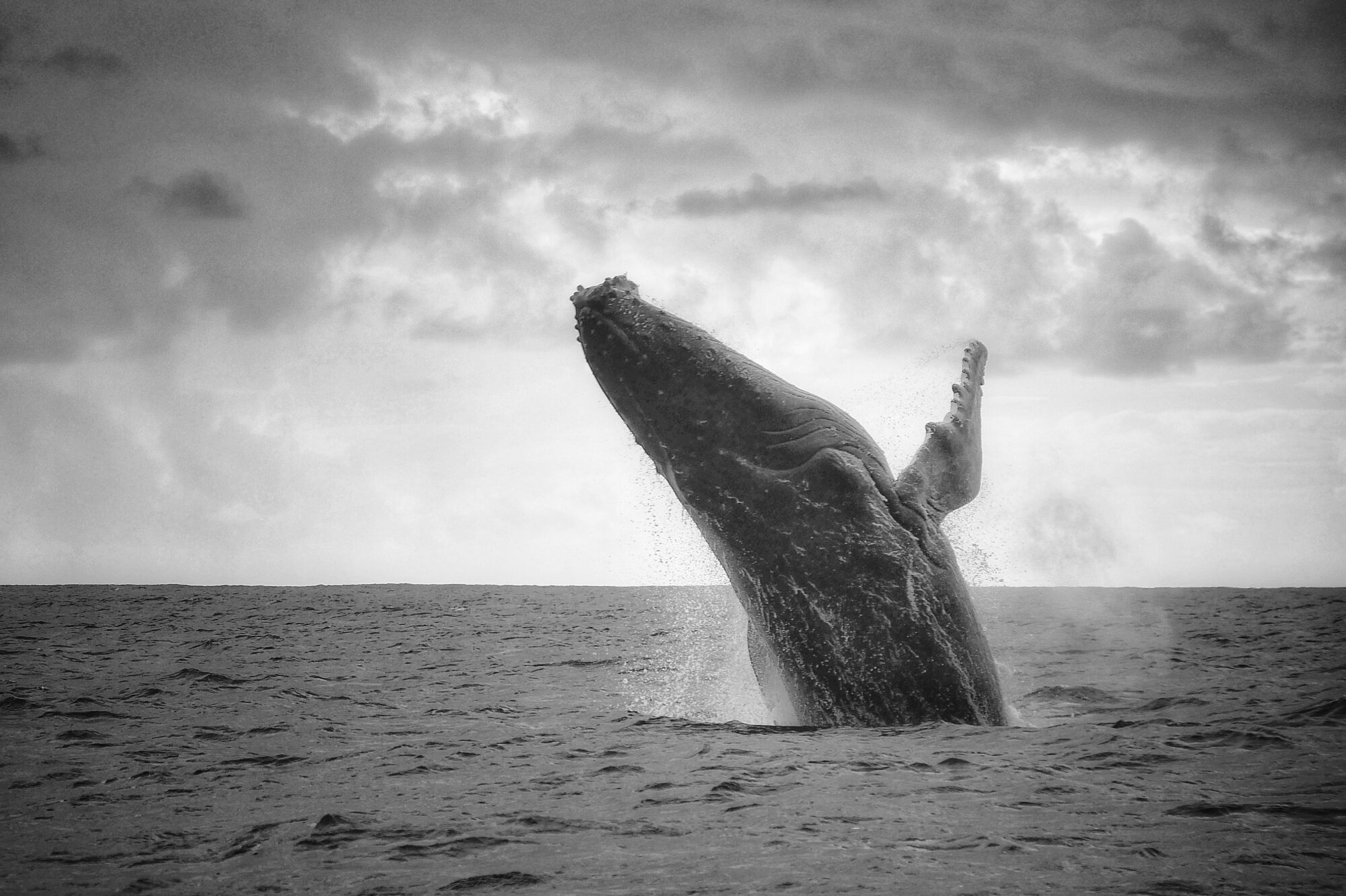 Baleine à bosse en plein saut — La Réunion Baleine à bosse bondissant hors de l'eau en noir et blanc à La Réunion — photo NaturElfes