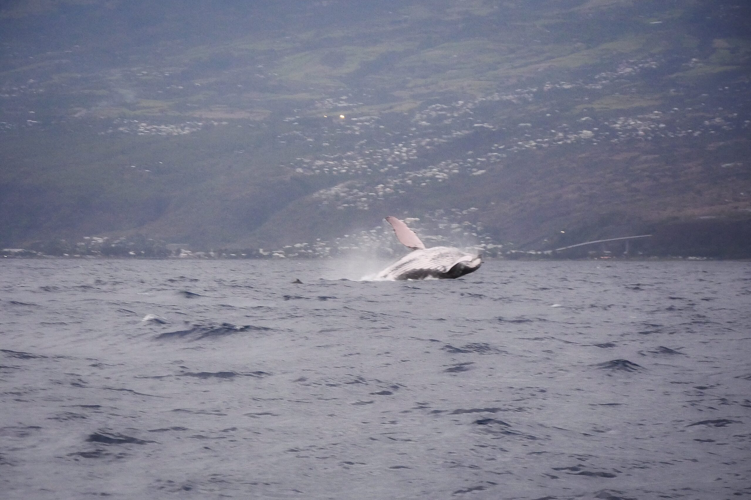 Baleine à bosse sautant avec l'île de La Réunion en arrière-plan Baleine à bosse en plein saut avec les côtes de La Réunion visibles en arrière-plan — photo NaturElfes