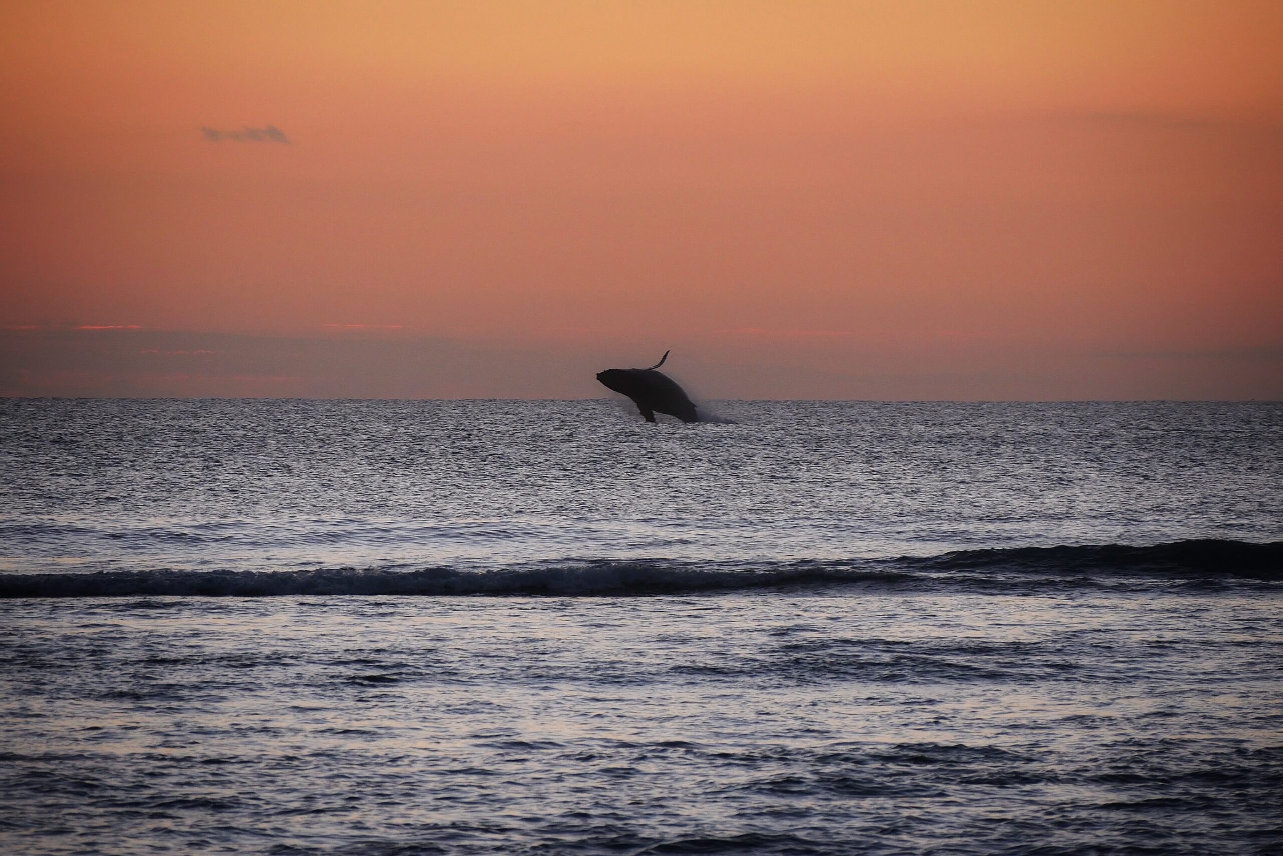 Baleine à bosse sautant au coucher de soleil — La Réunionch_Sunset_Reunion Baleine à bosse bondissant hors de l'eau au coucher de soleil à La Réunion — photo NaturElfes