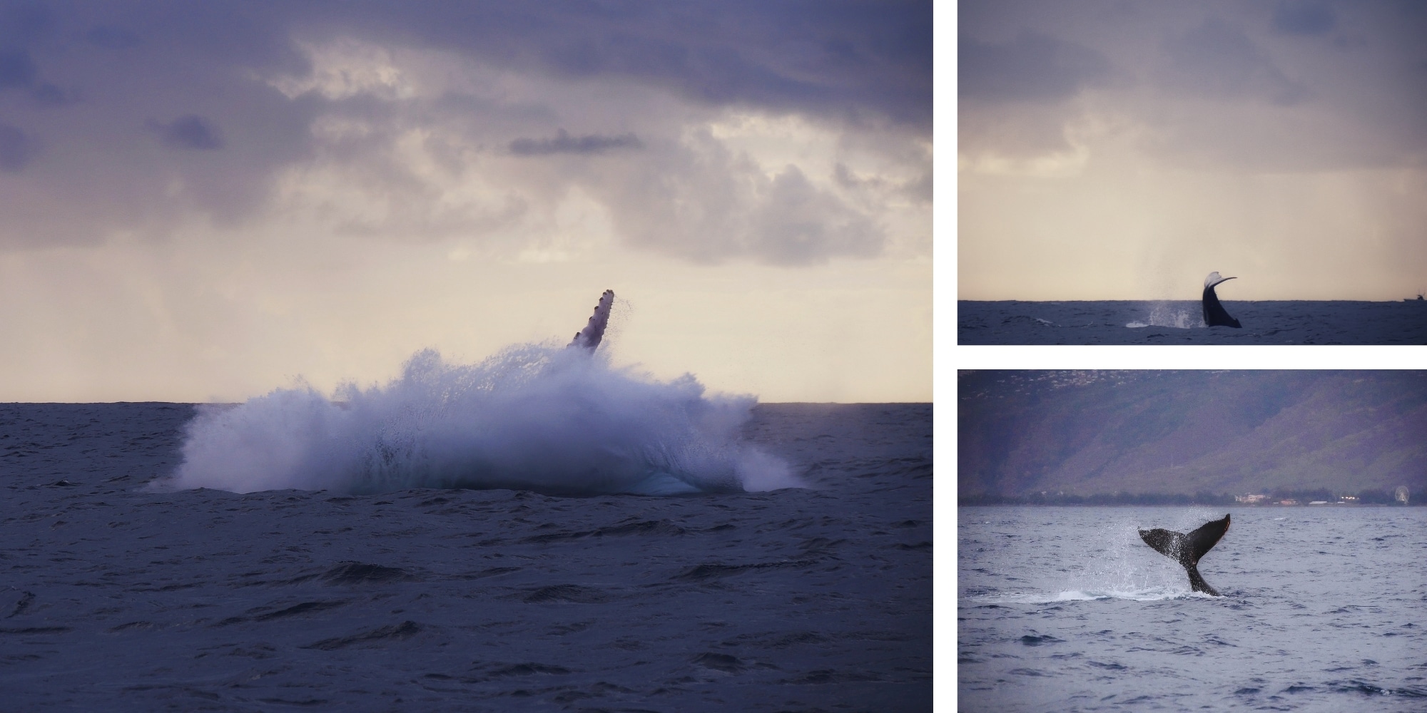 Baleines à bosse — sauts et queues à La Réunion Collage de trois moments spectaculaires avec les baleines à bosse à La Réunion — saut, queue et plongeon — photo NaturElfes